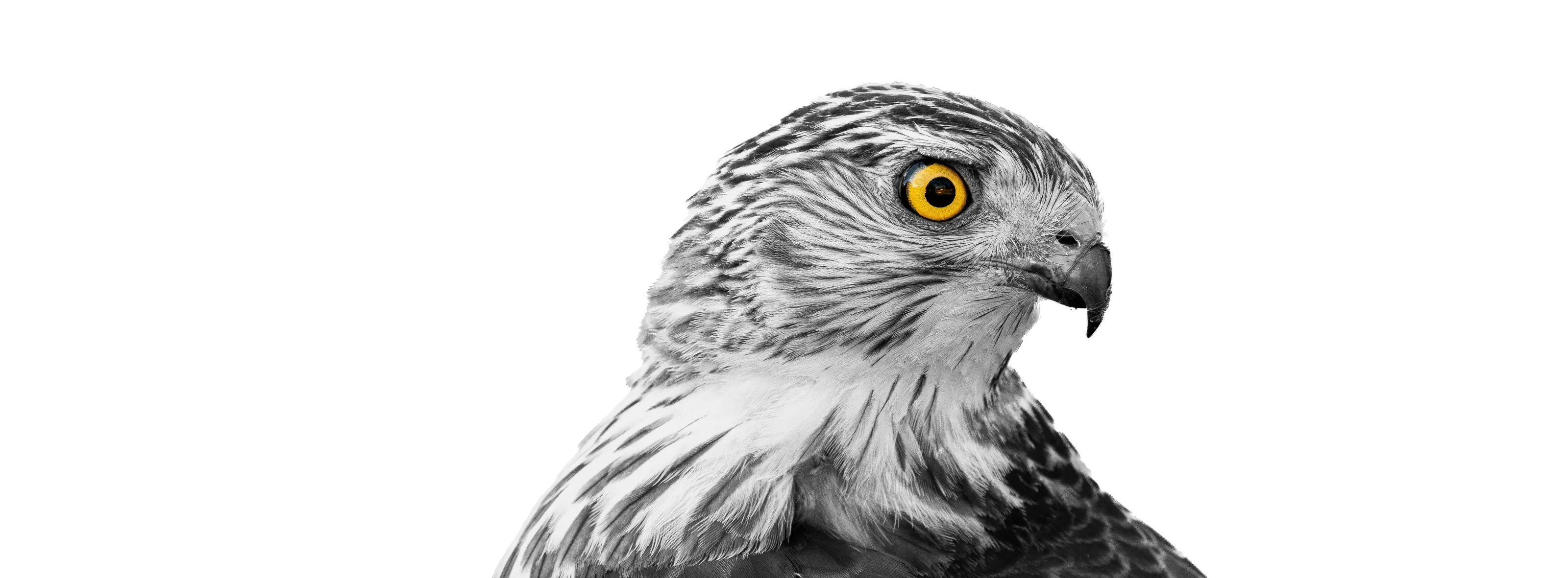 Animals in Black and White with a Pop of Colour