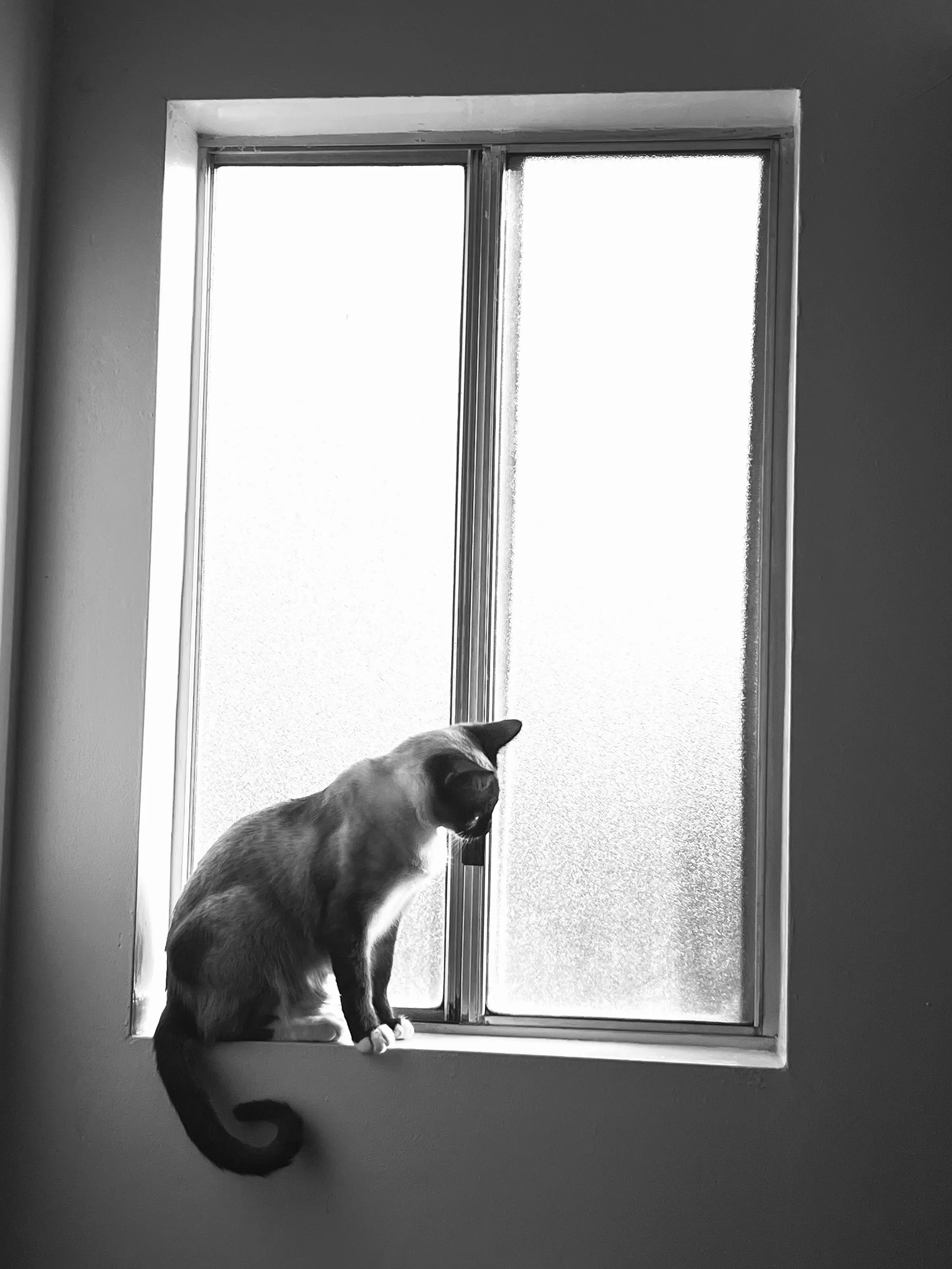 Curious Cat
