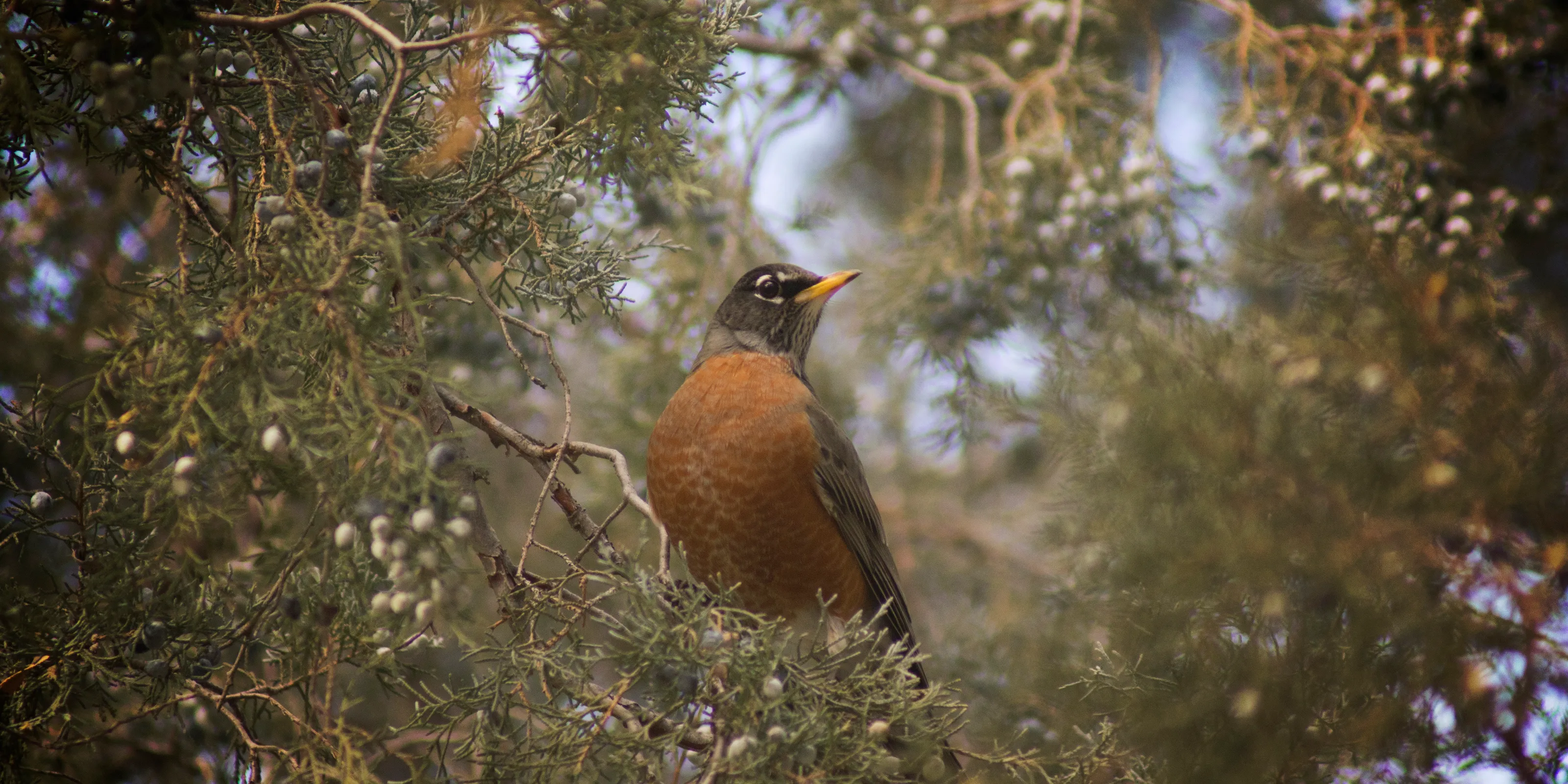 Robin in the Juniper