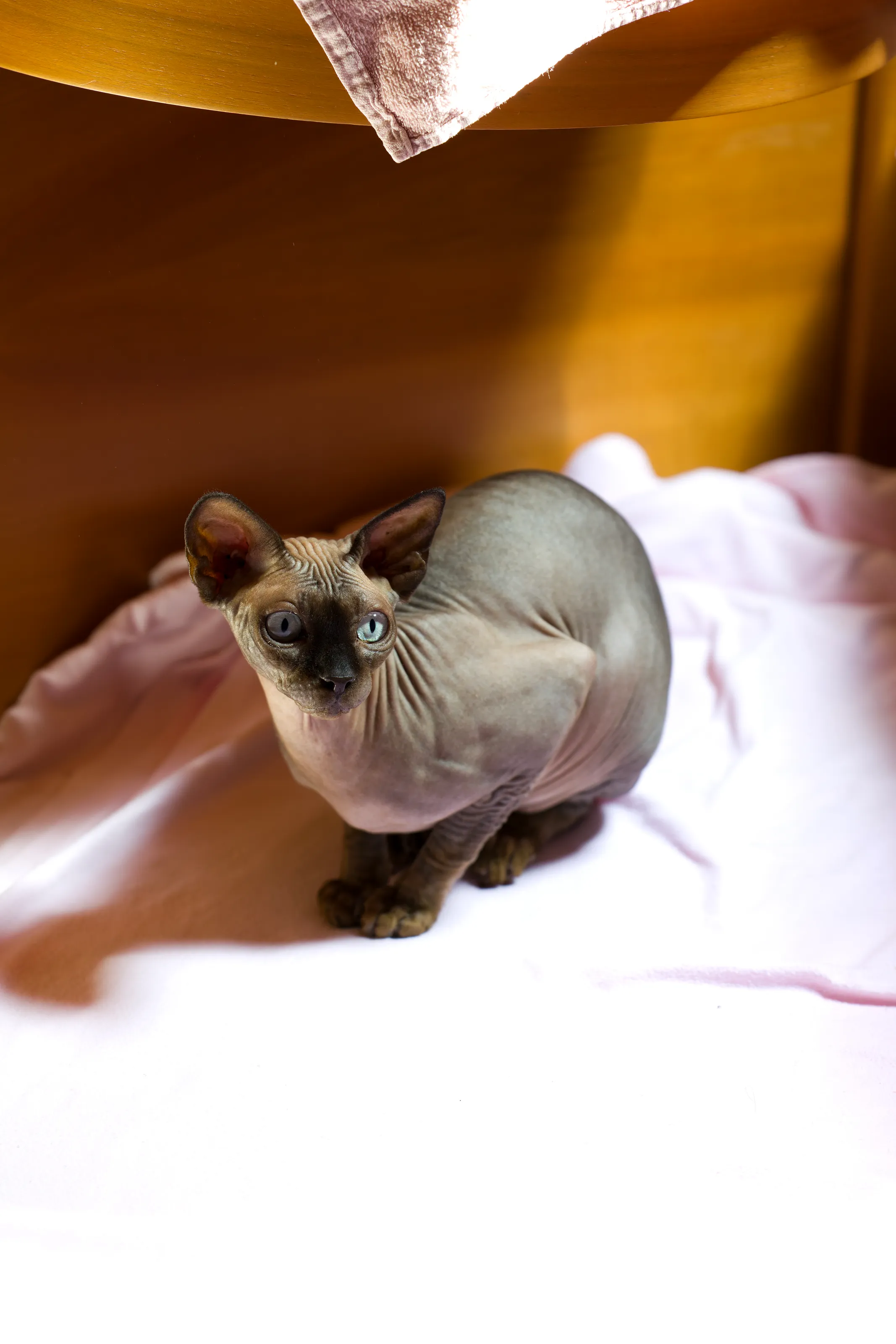 Grace the Cat