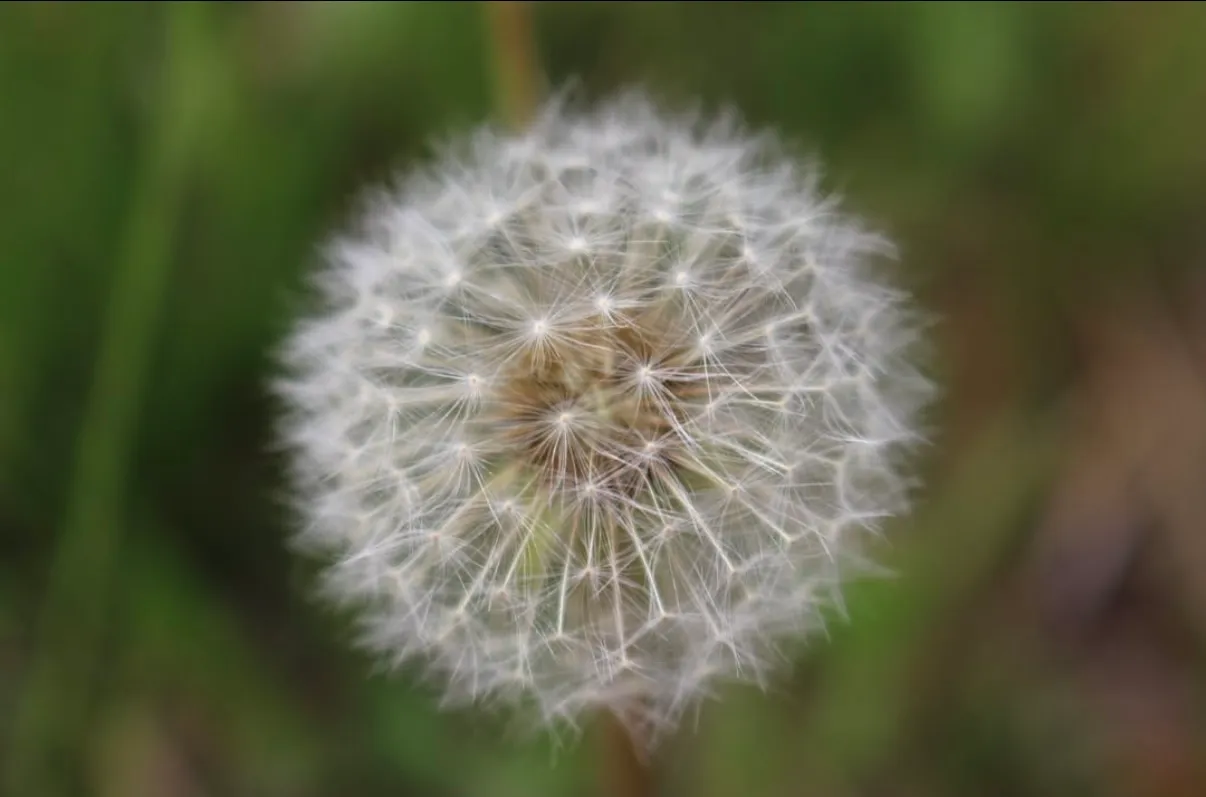 blowing wishes