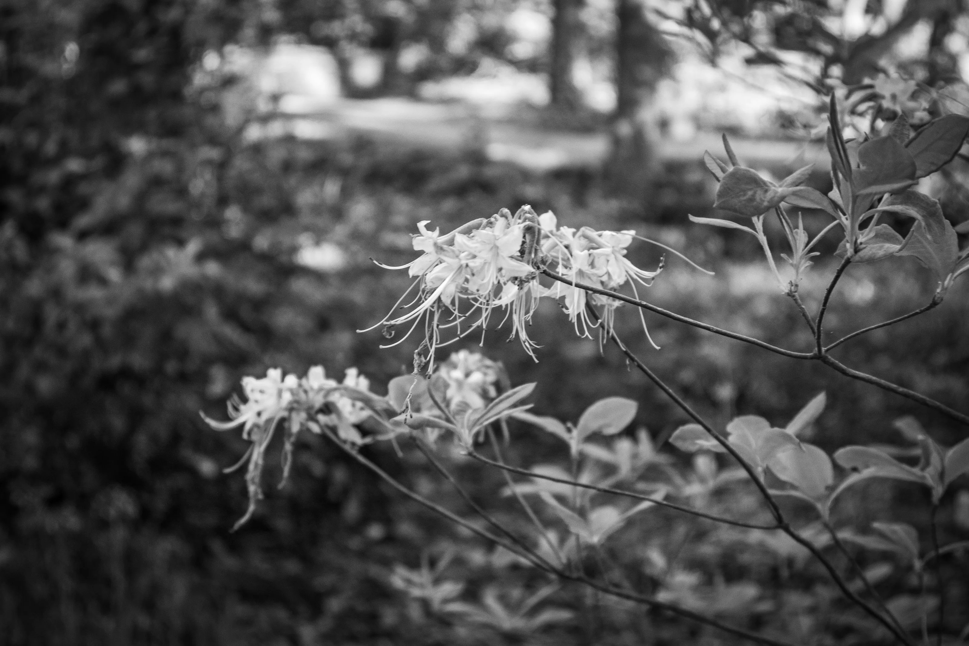 Black and white