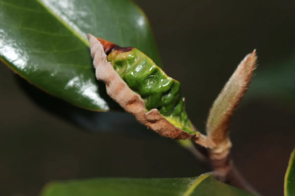 life up close