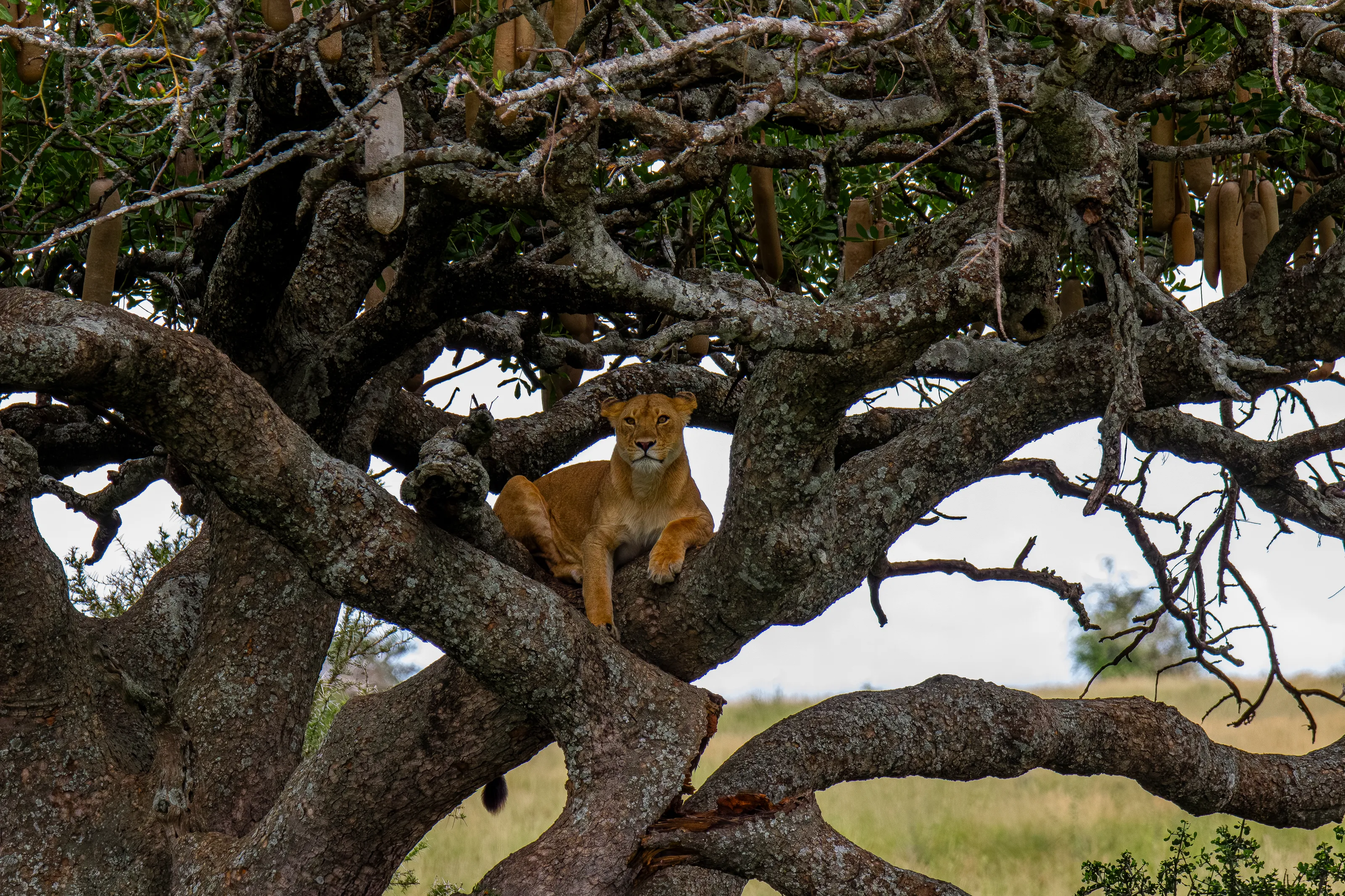 Throne of the Serengeti