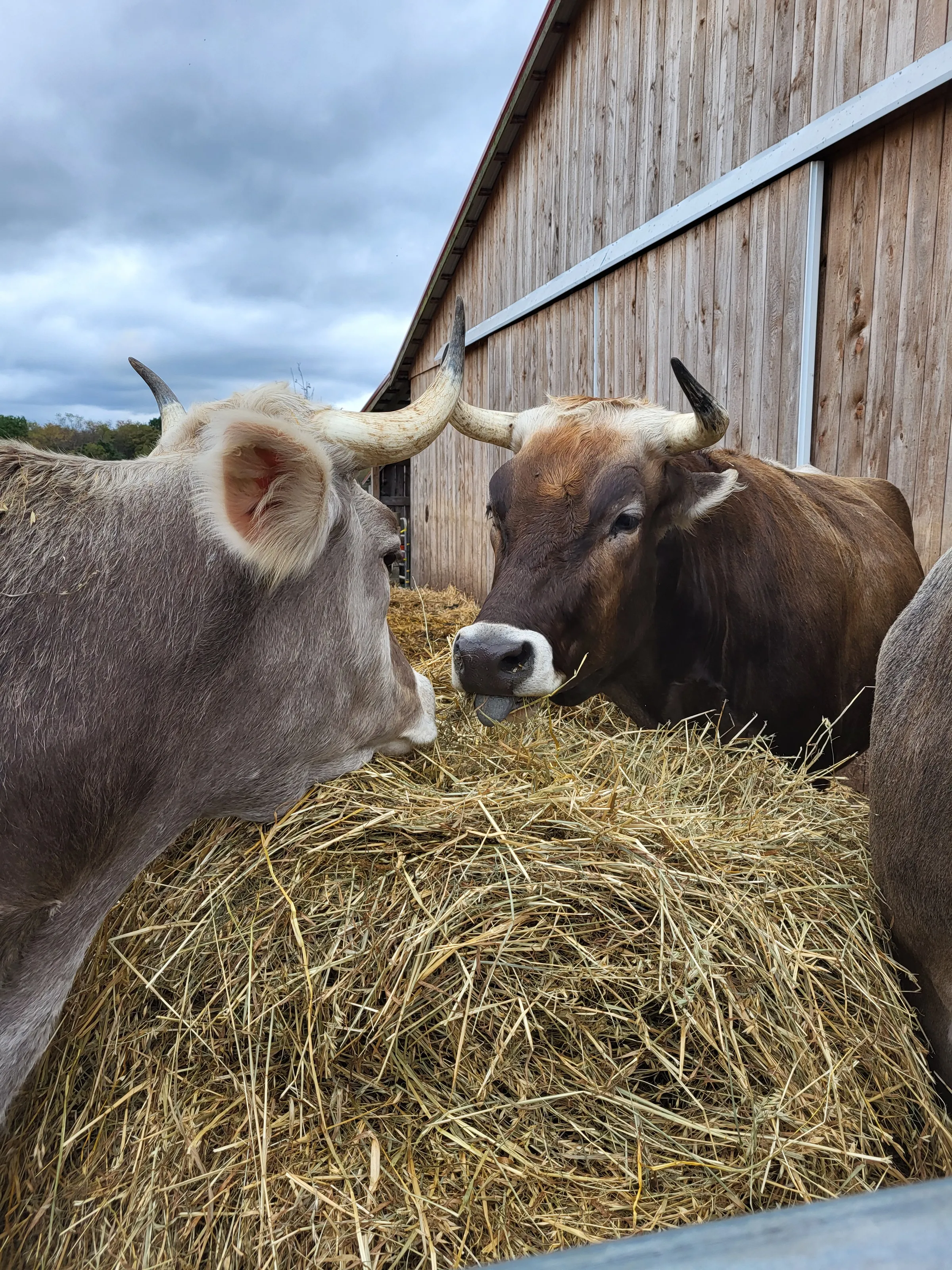 Meeting at the hay!