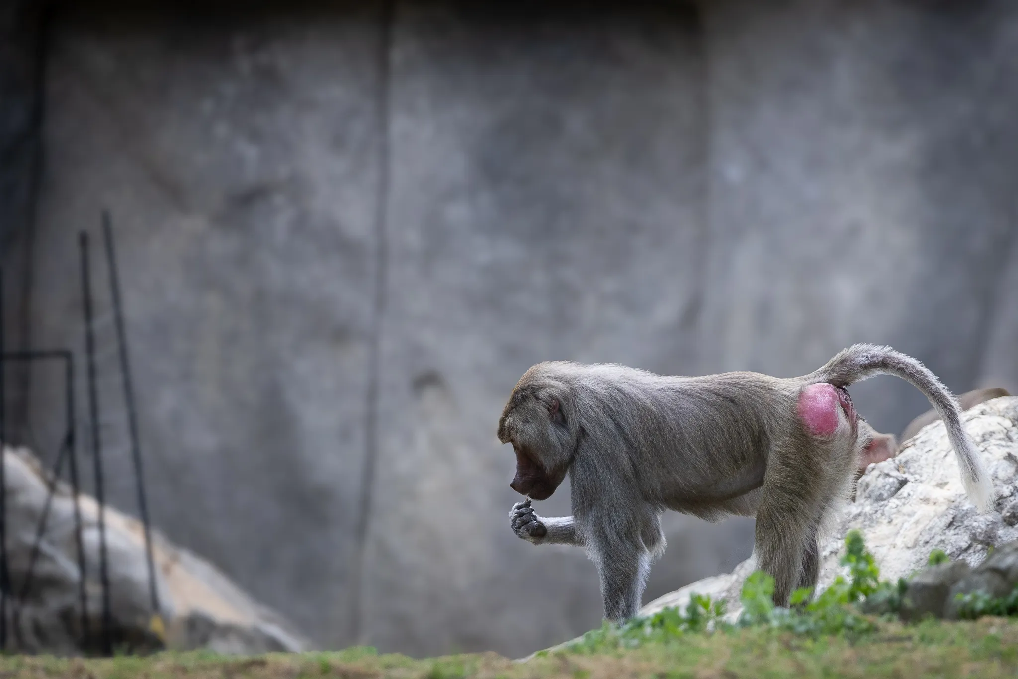 Curious Baboon
