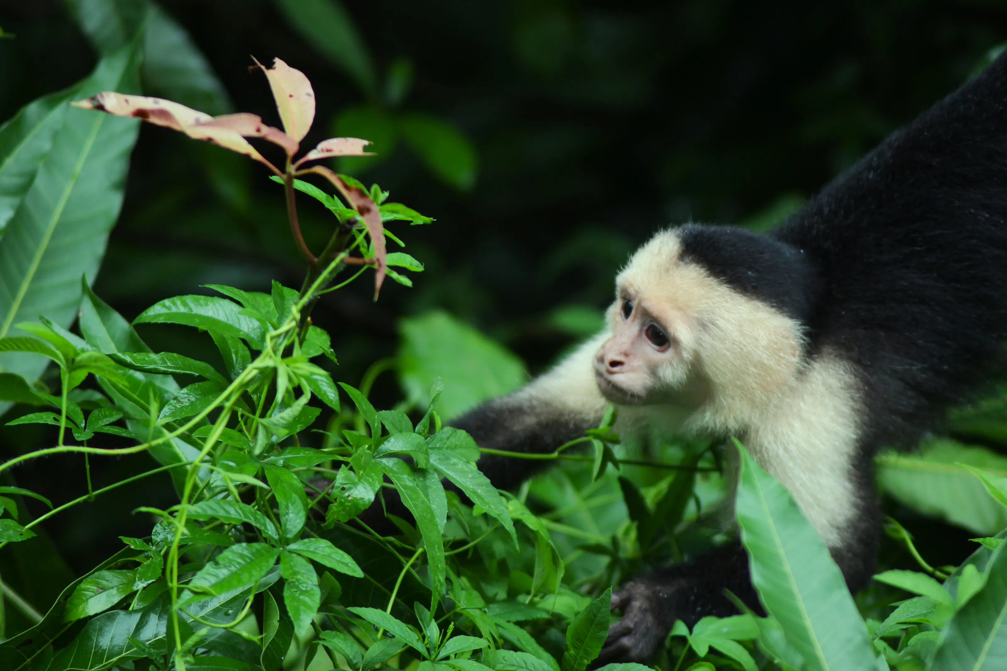 Capuchin in Rescate