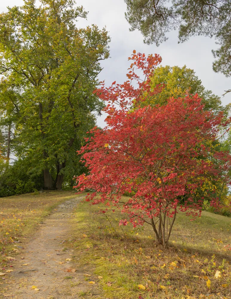 Red is the new green