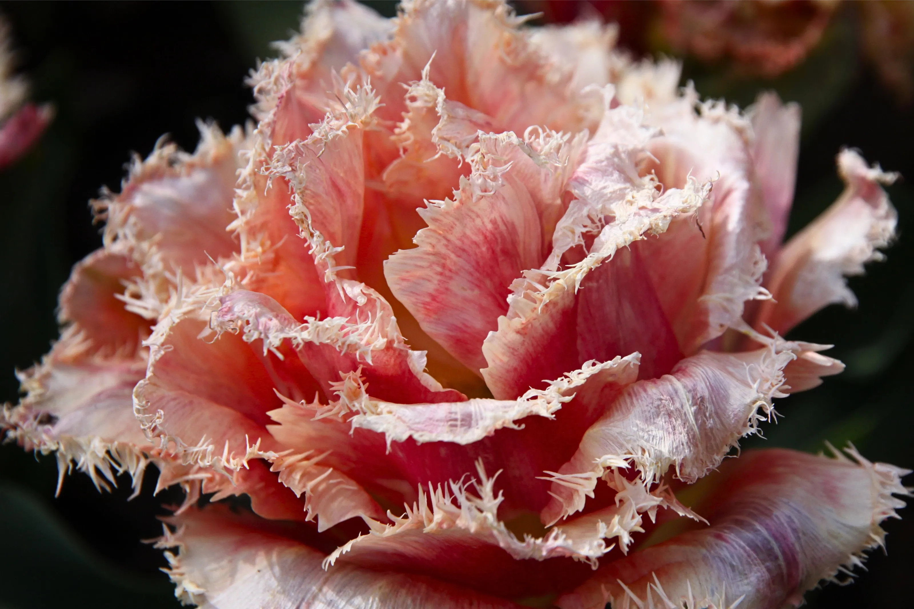 Fringed Tulip