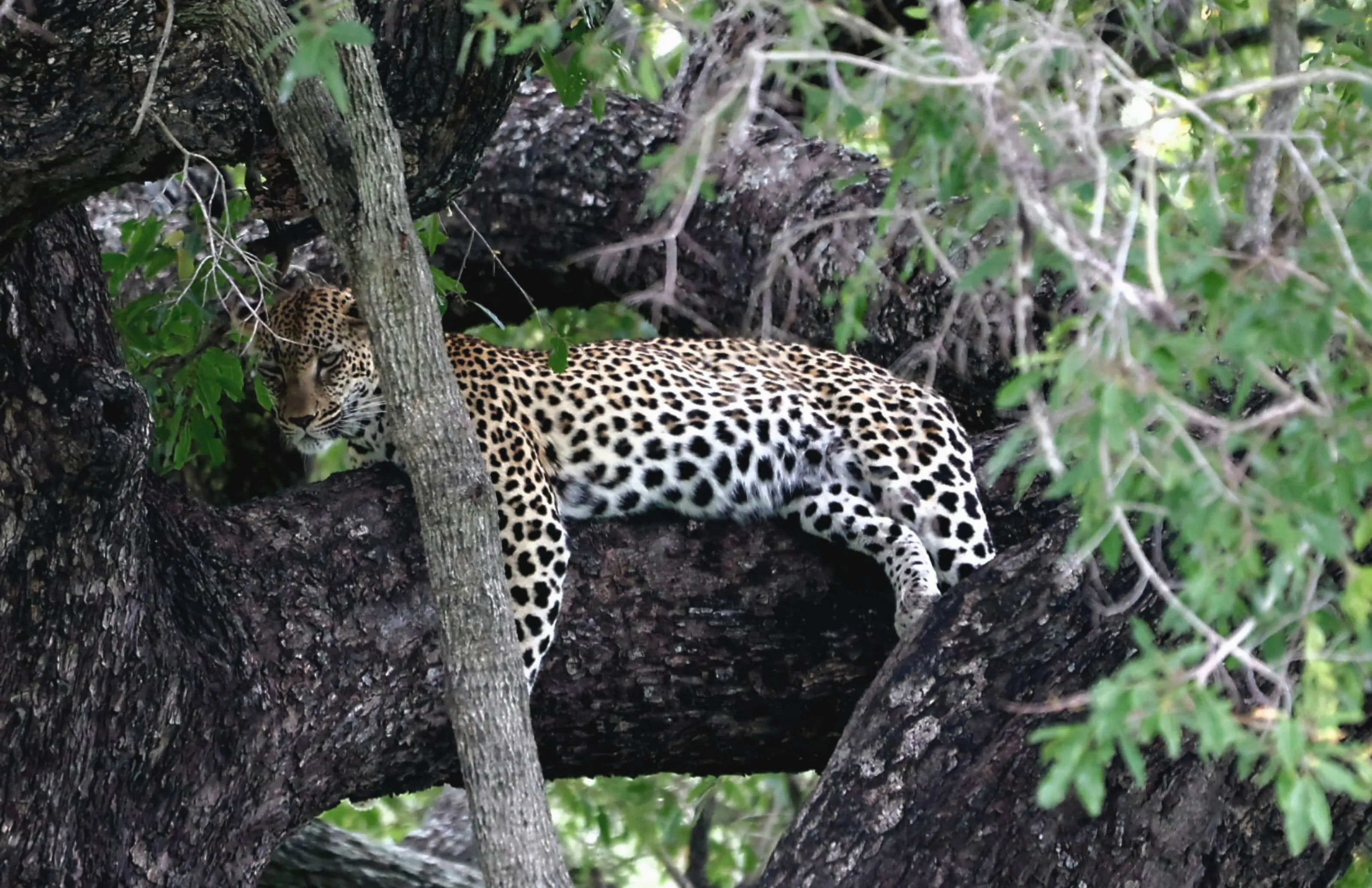 Nature’s Camouflaged Beauty