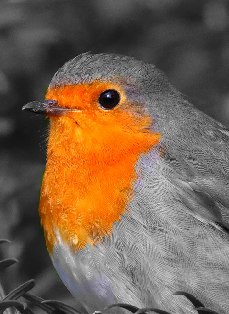 Robin