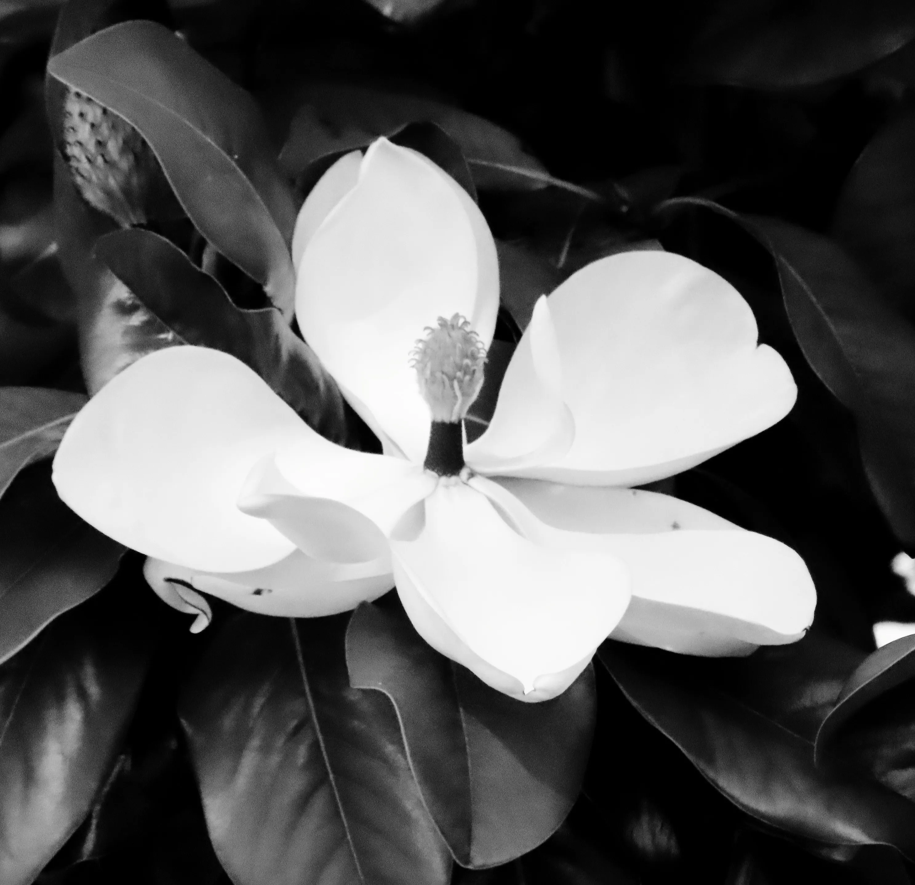 Black and White (Magnolia)