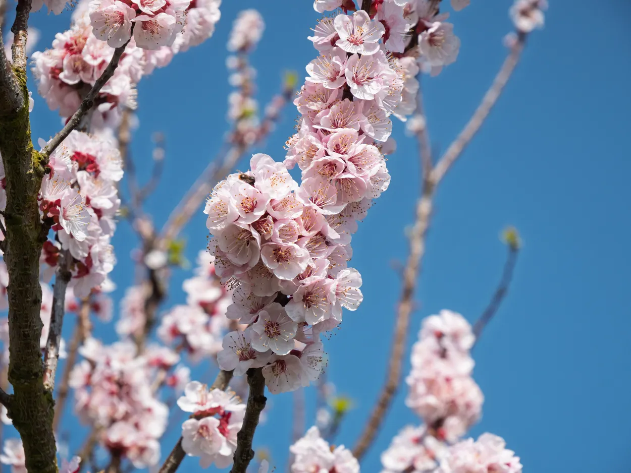 Entry 28306133