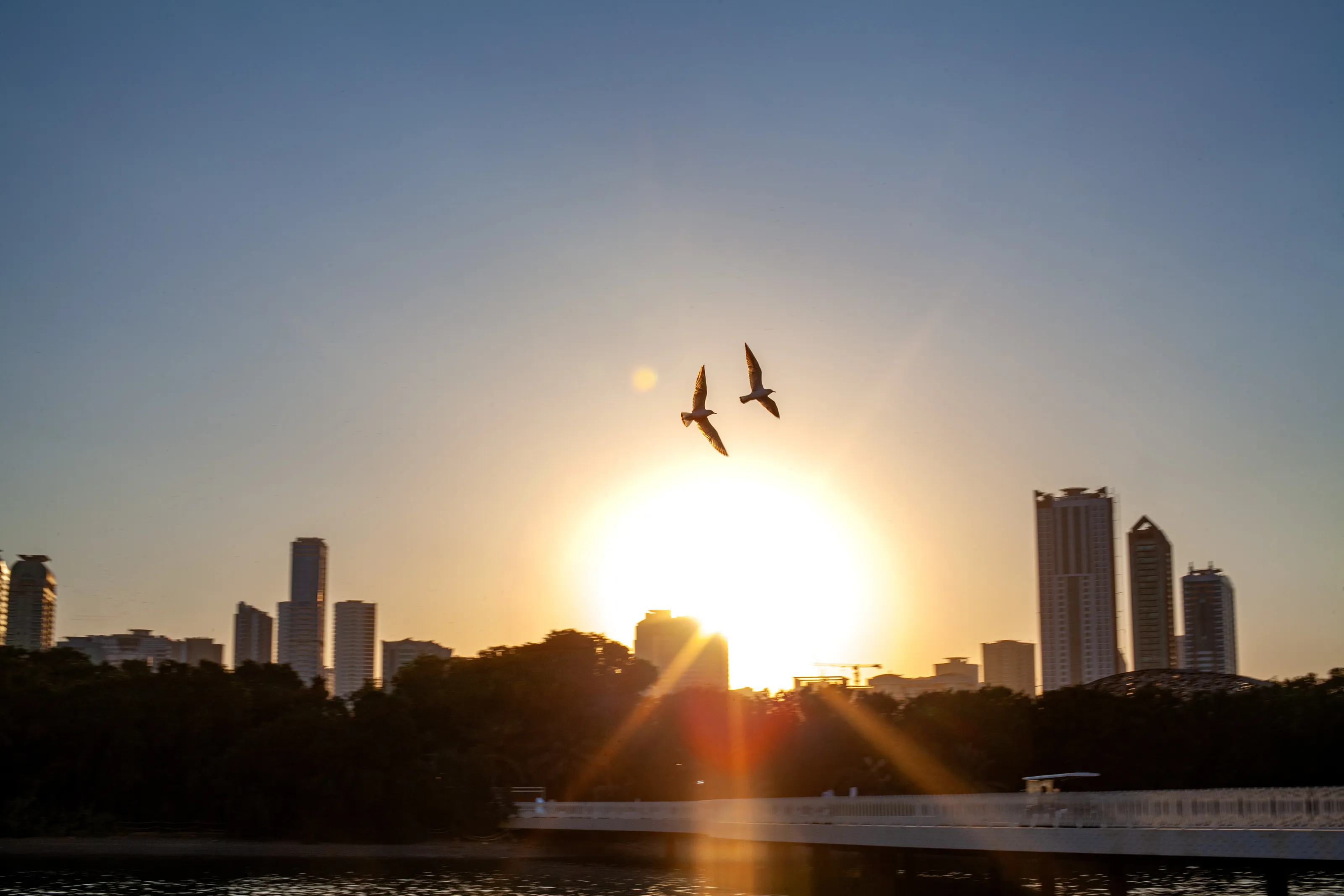 Birds Soaring Through The Sky