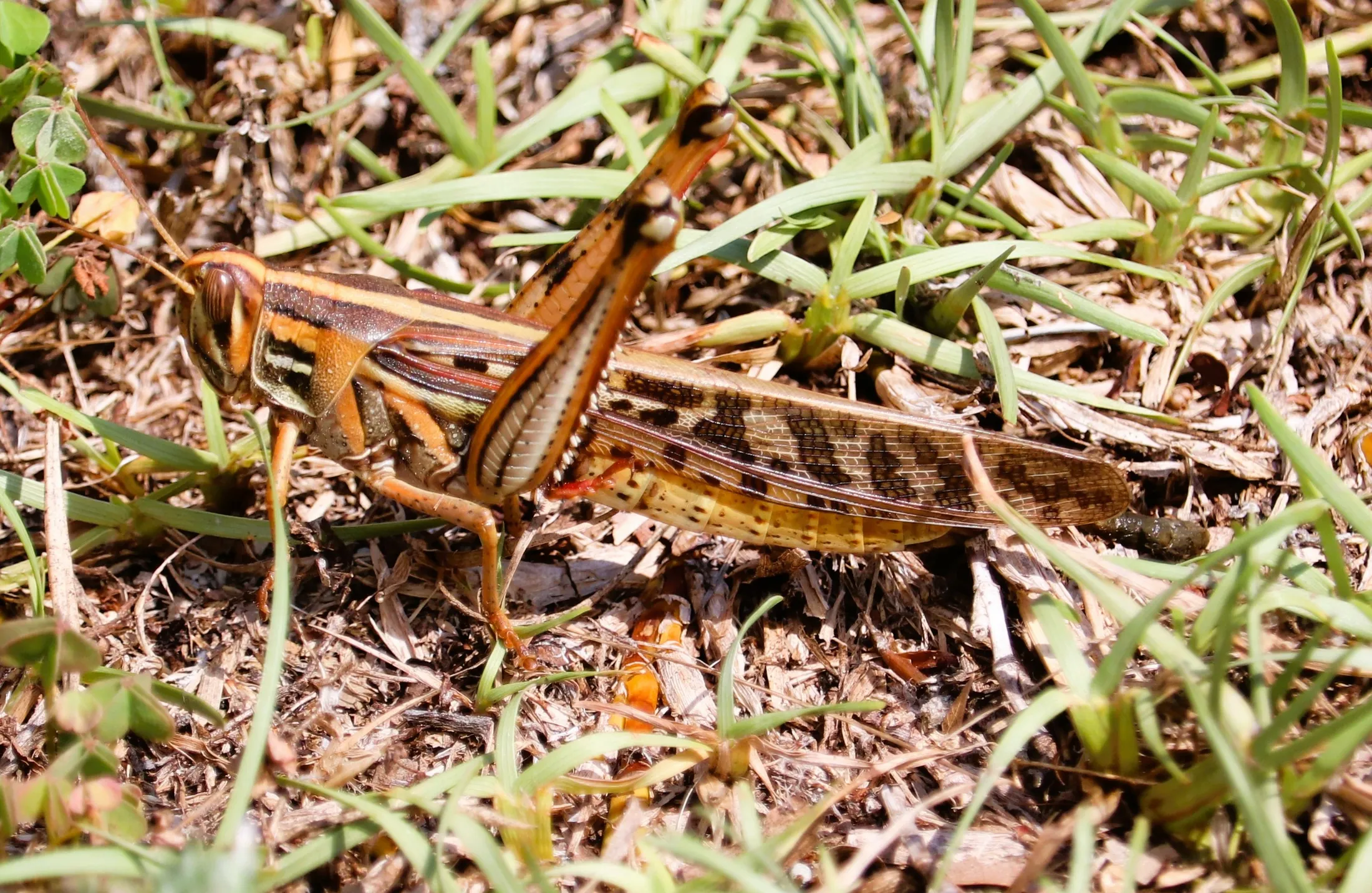 Brown Grasshopper