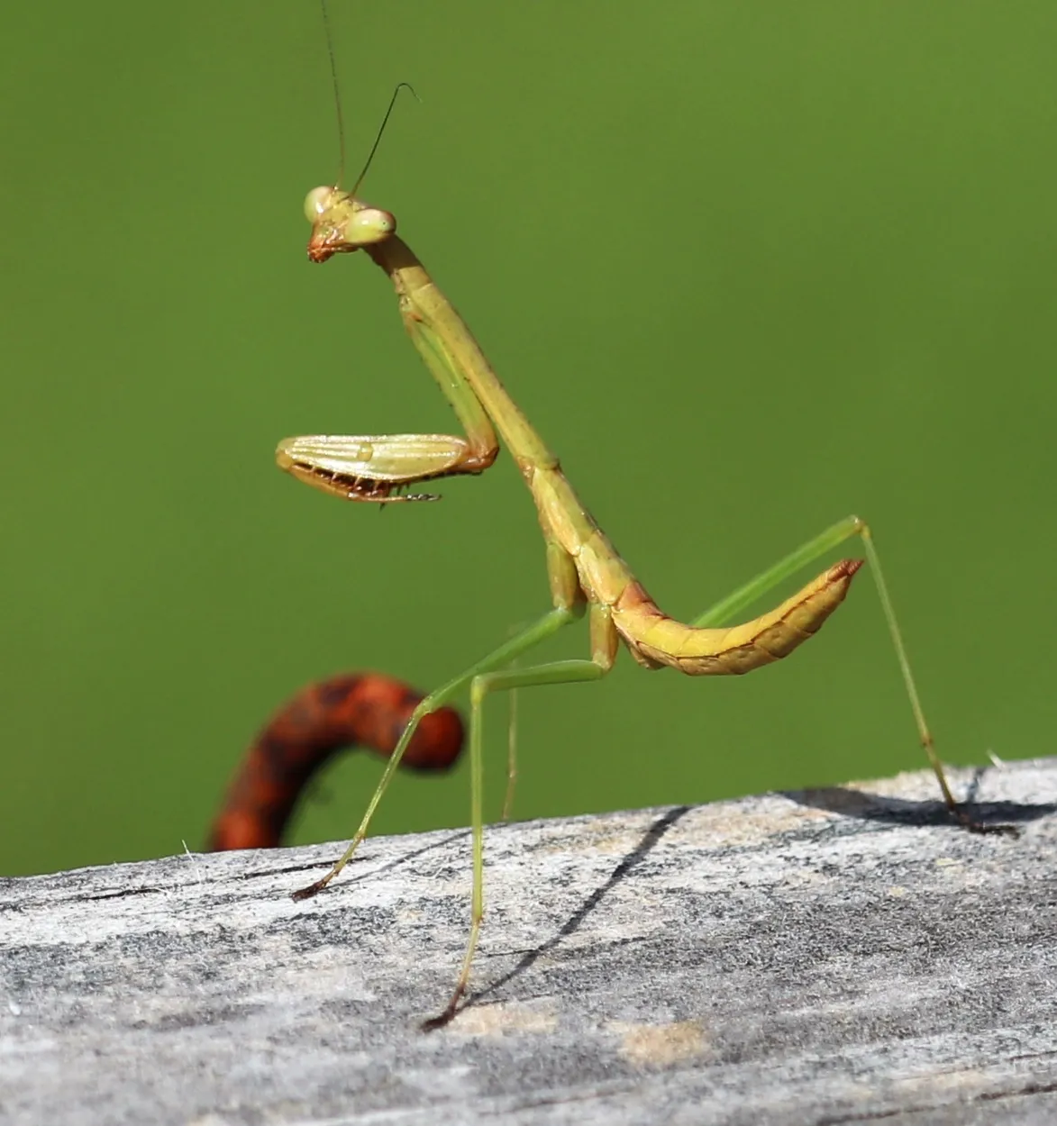 Praying Mantis