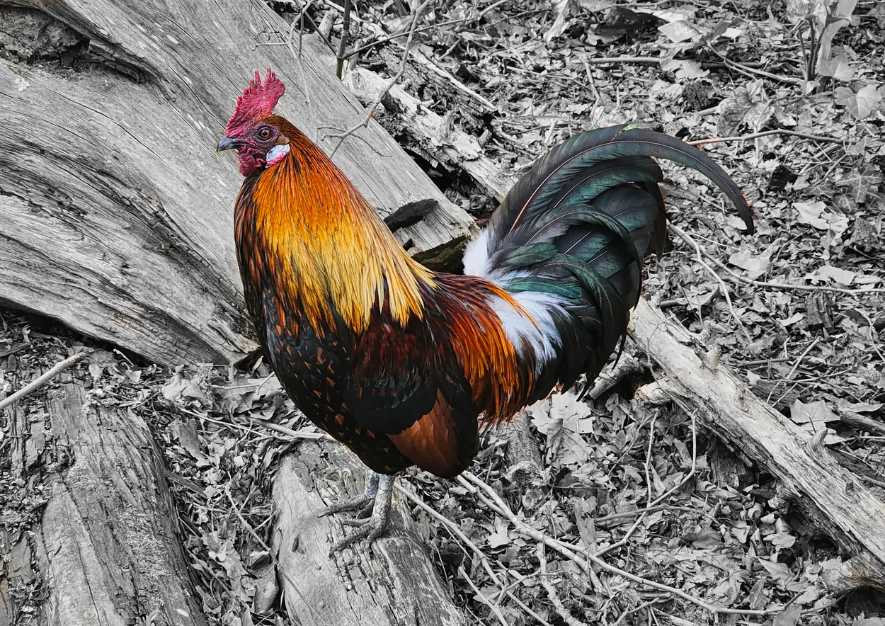 A rooster