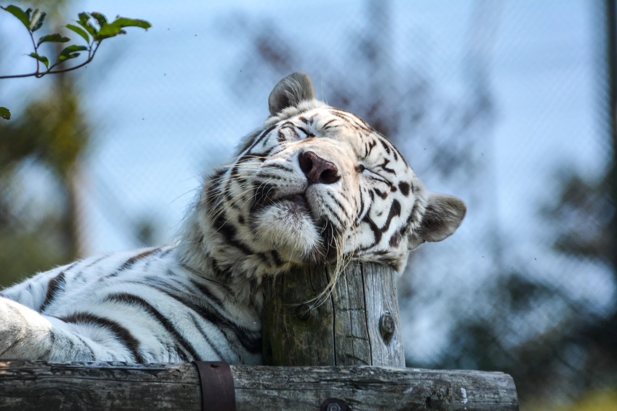 White Tiger