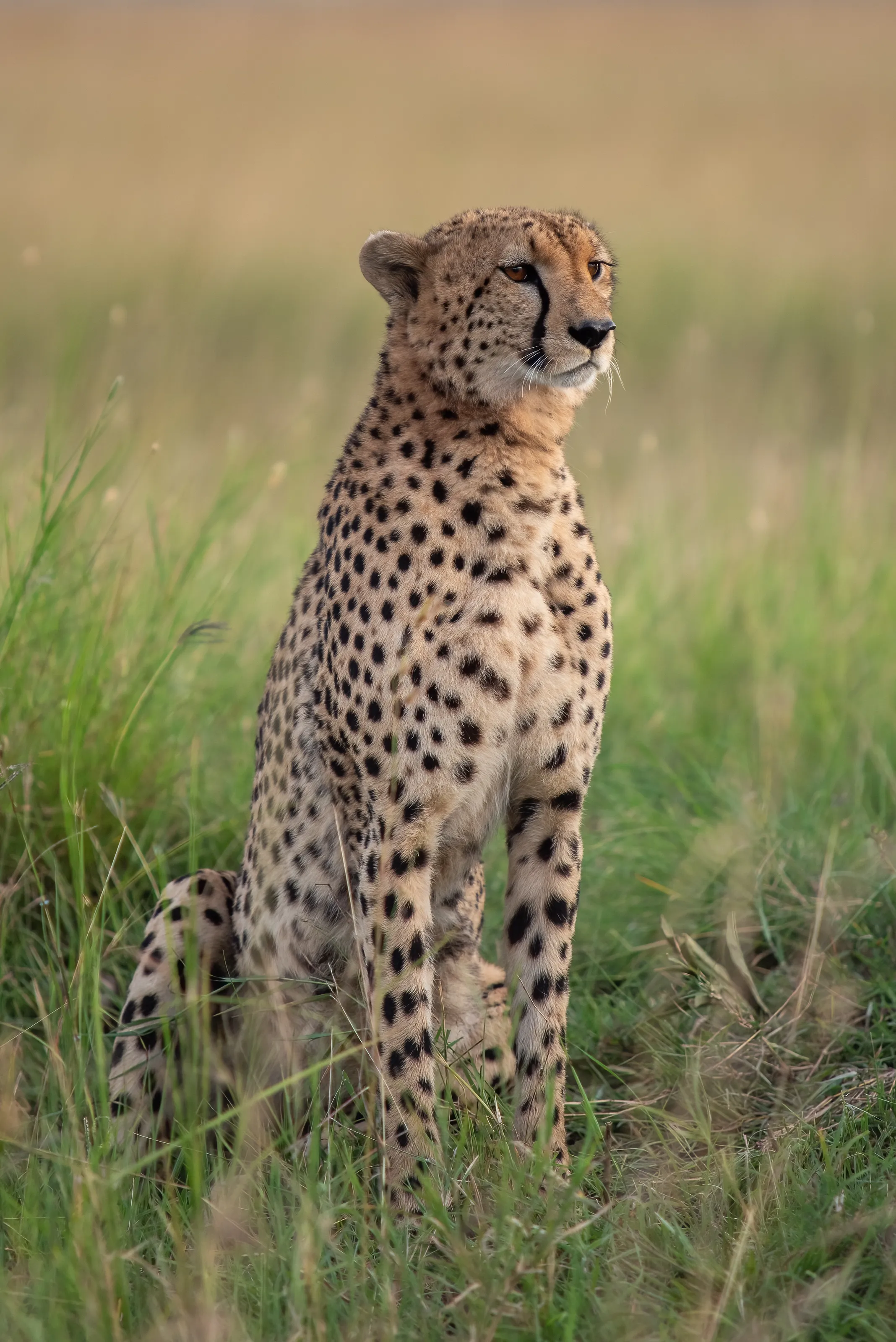 Cheetah at Sunset