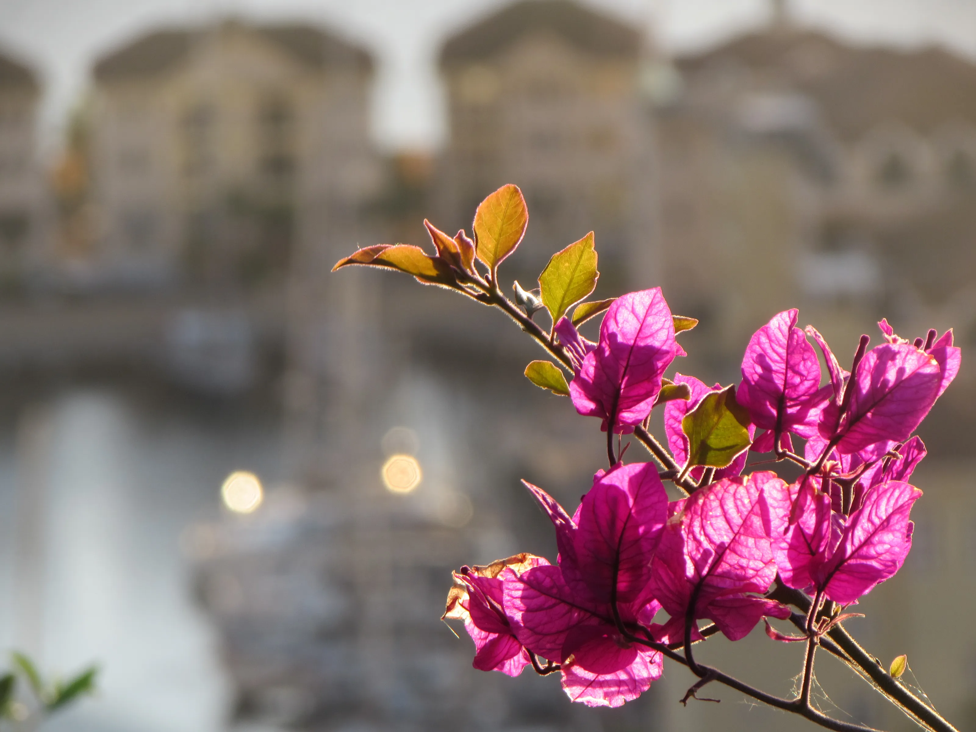 Flowers on the Rock of Gibralter