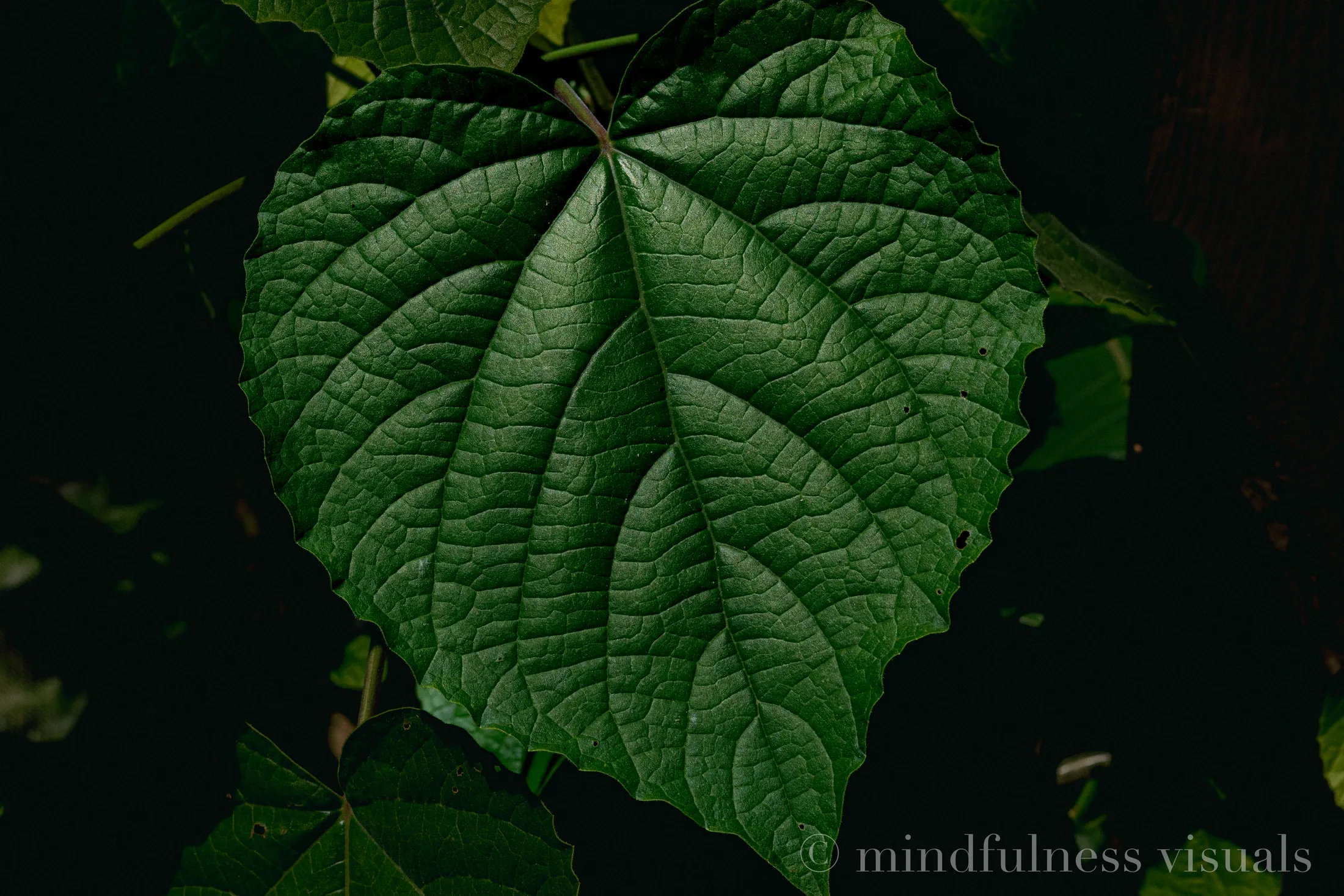 Heart of Green