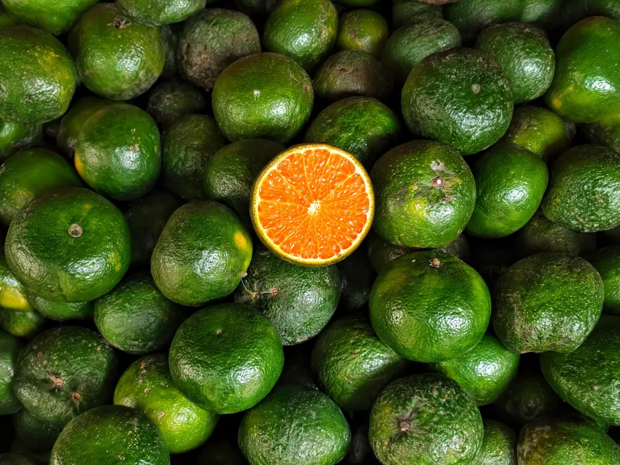 Orange Fruits
