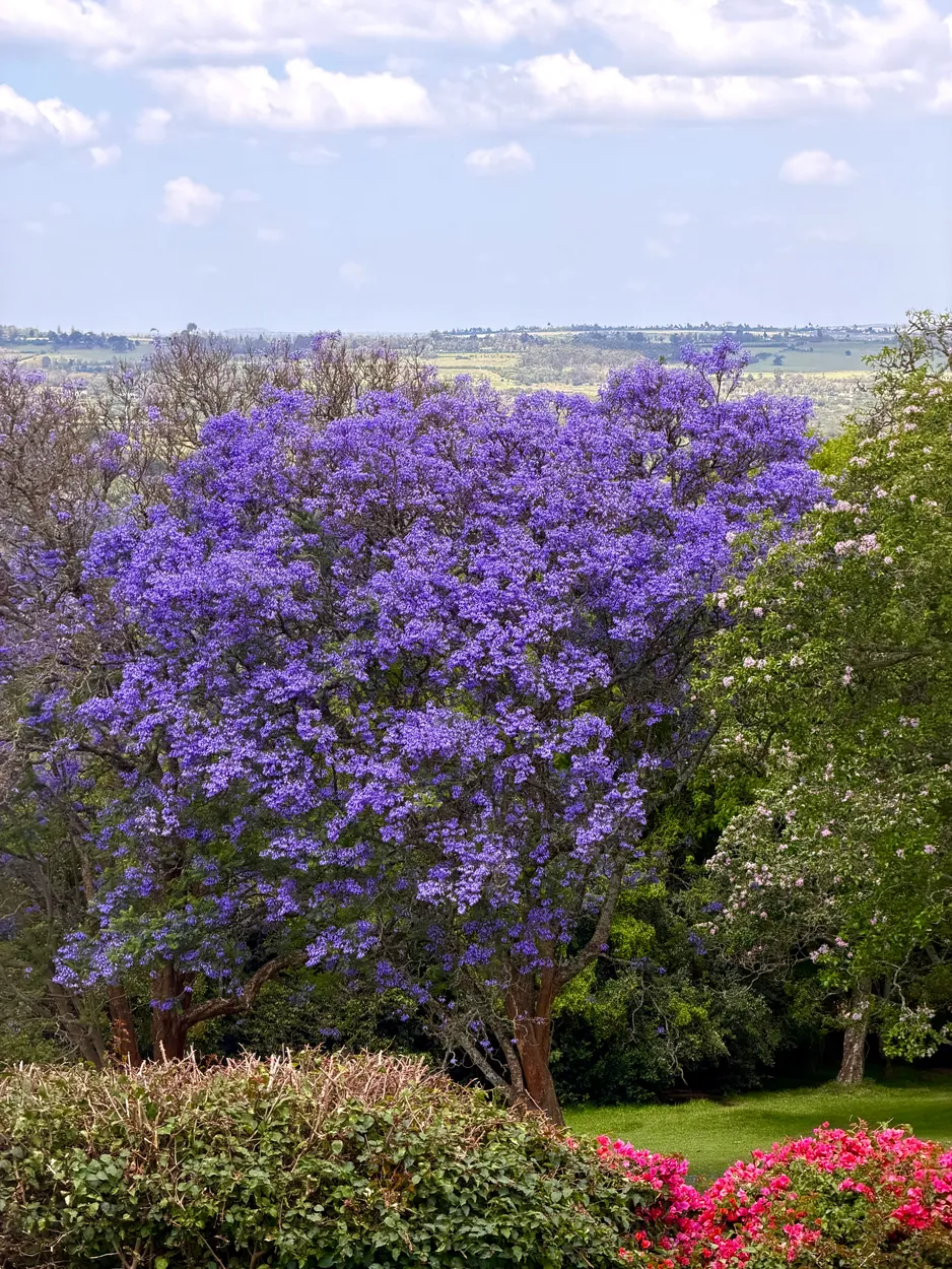 Entry 28806681