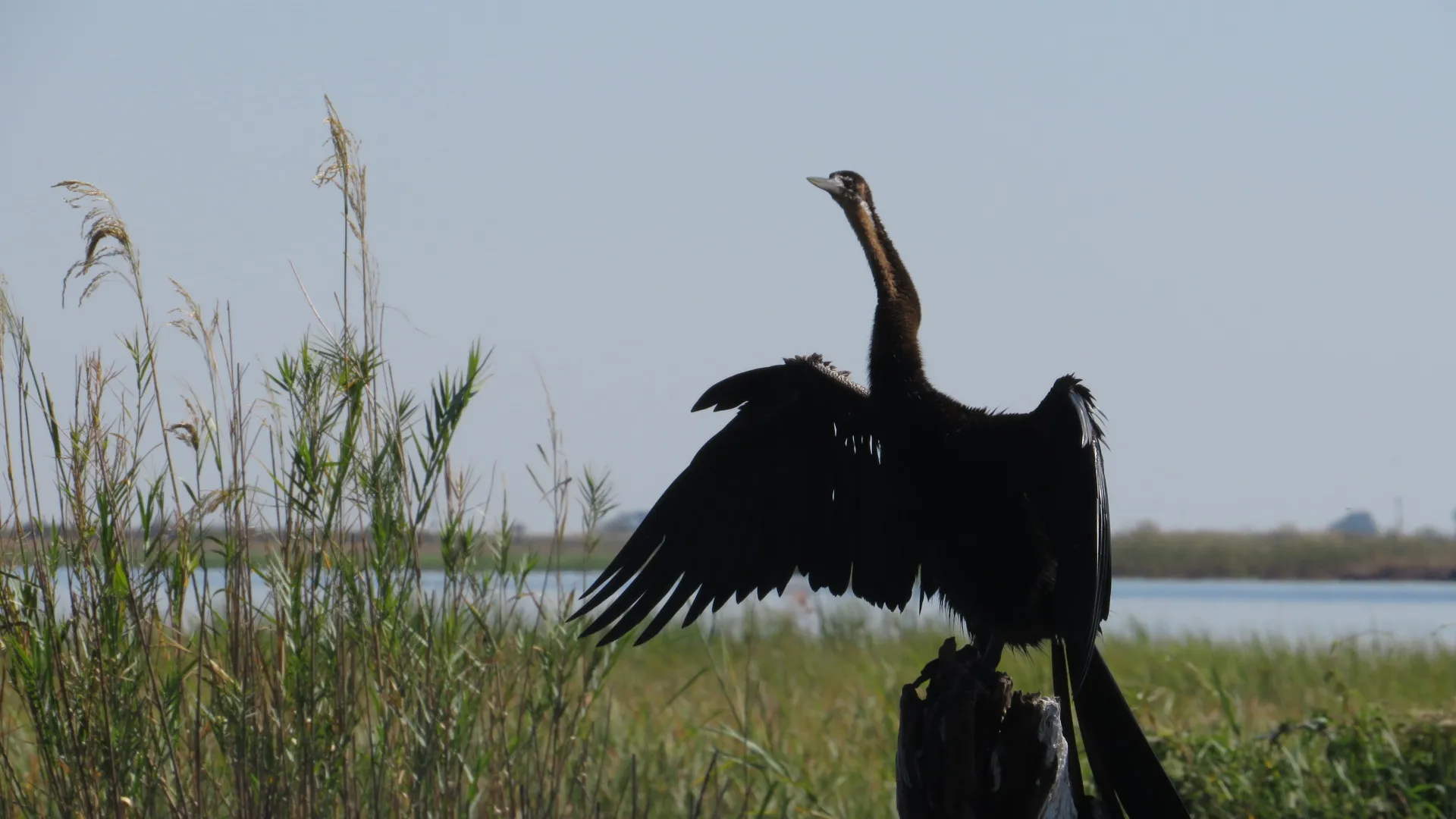 Bird drying wings