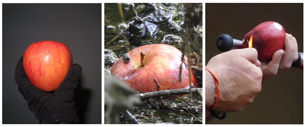 A Triptych of an Apple