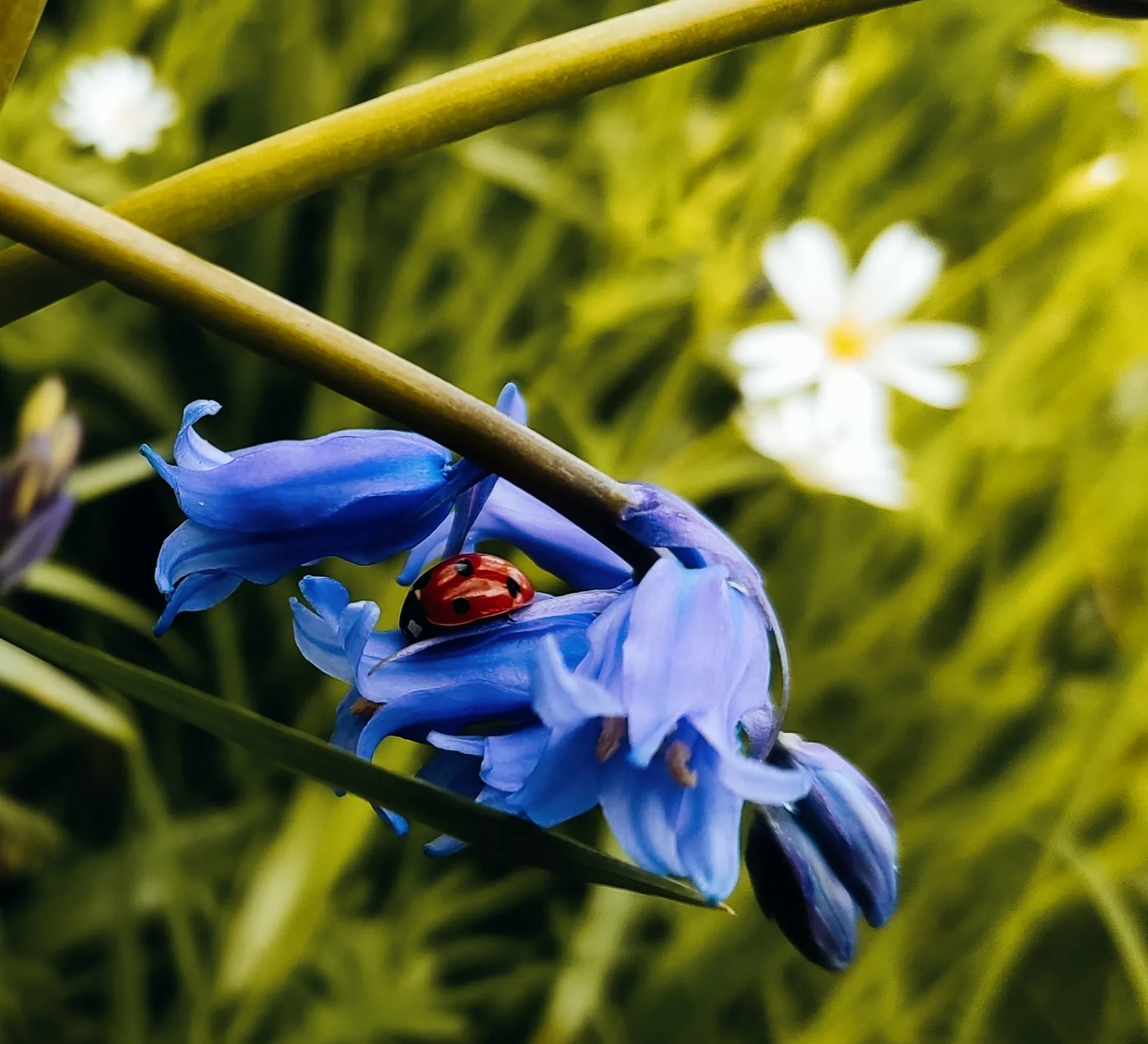 Lady of the spring