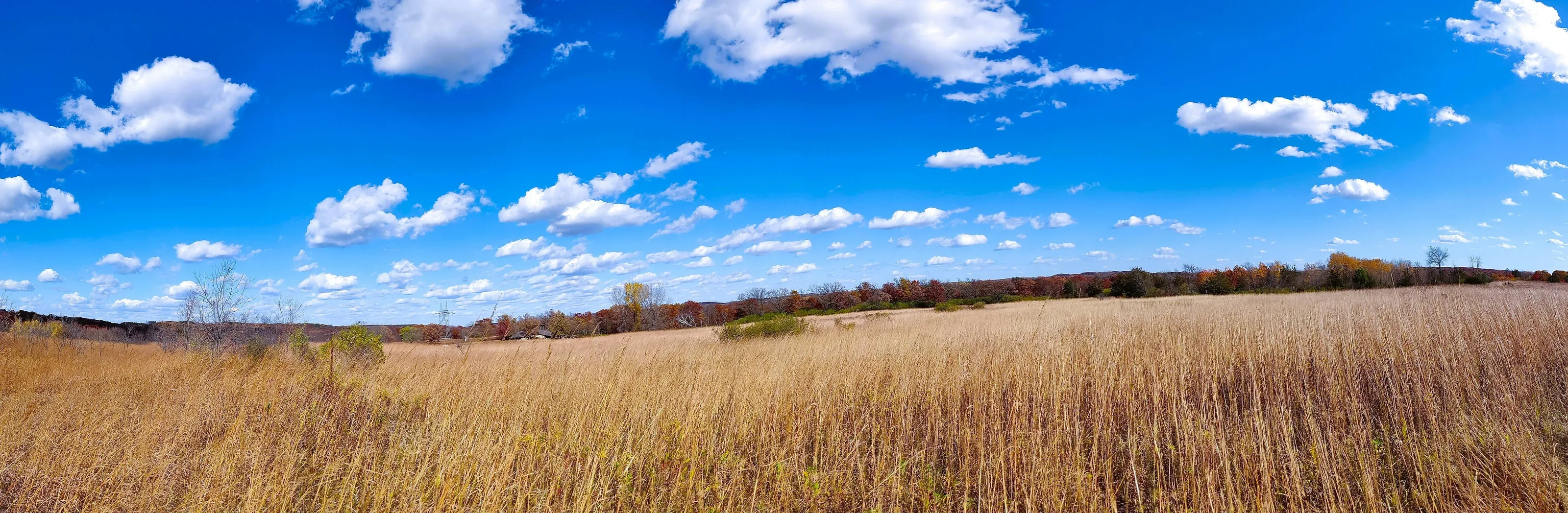 Fields of Gold (in colour)