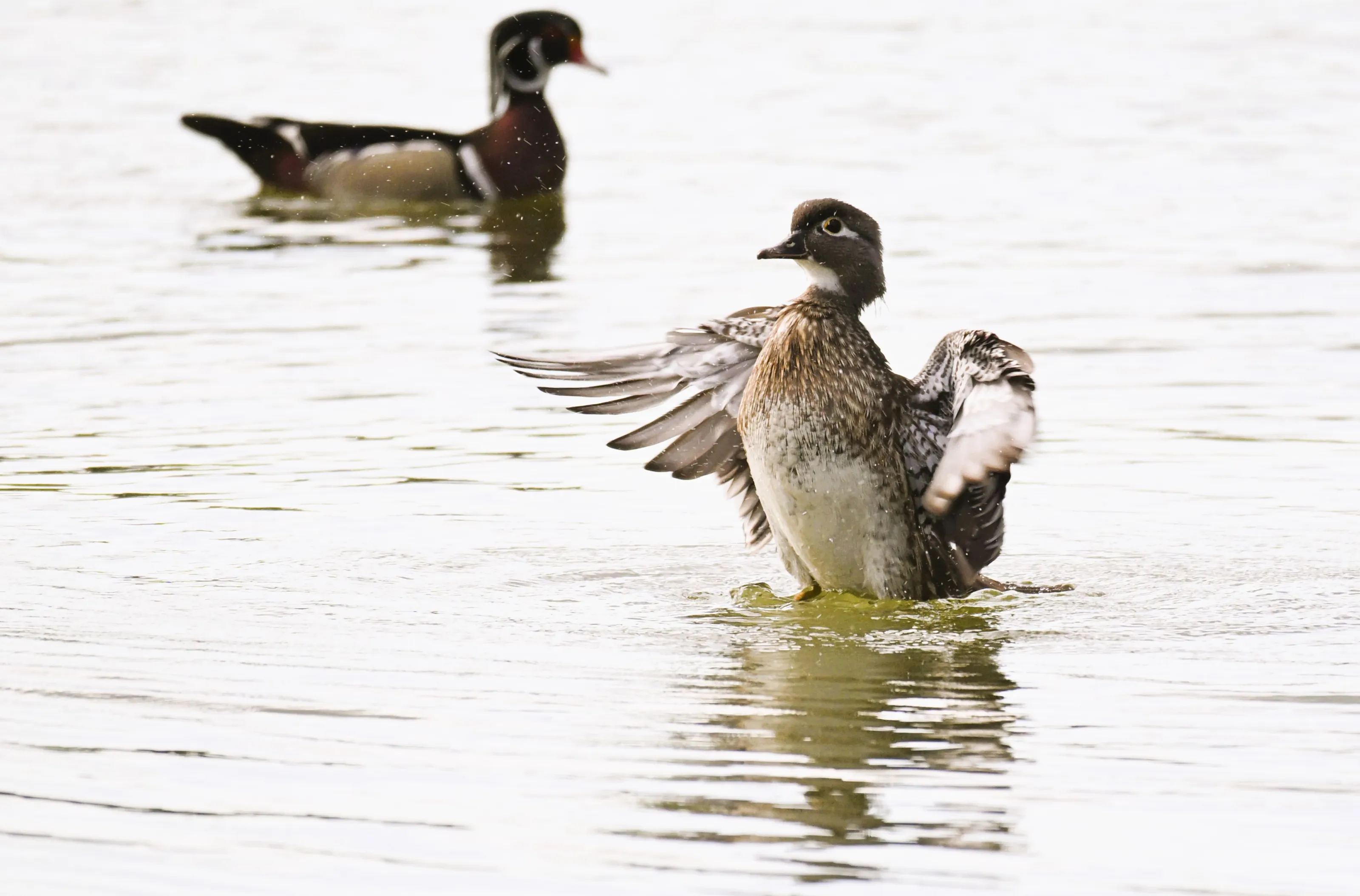 Wood Ducks In The Water