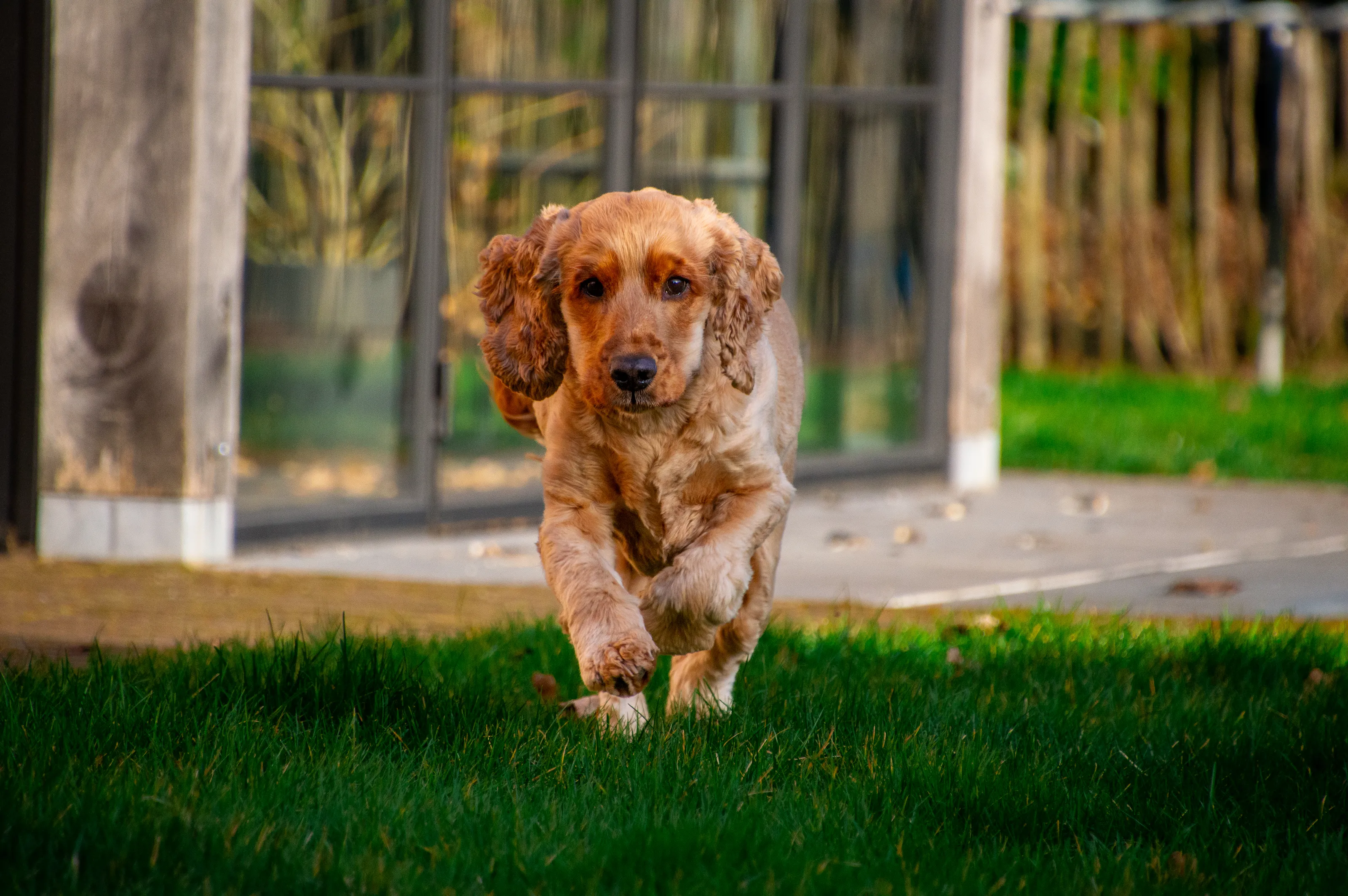 Running Free in the Garden