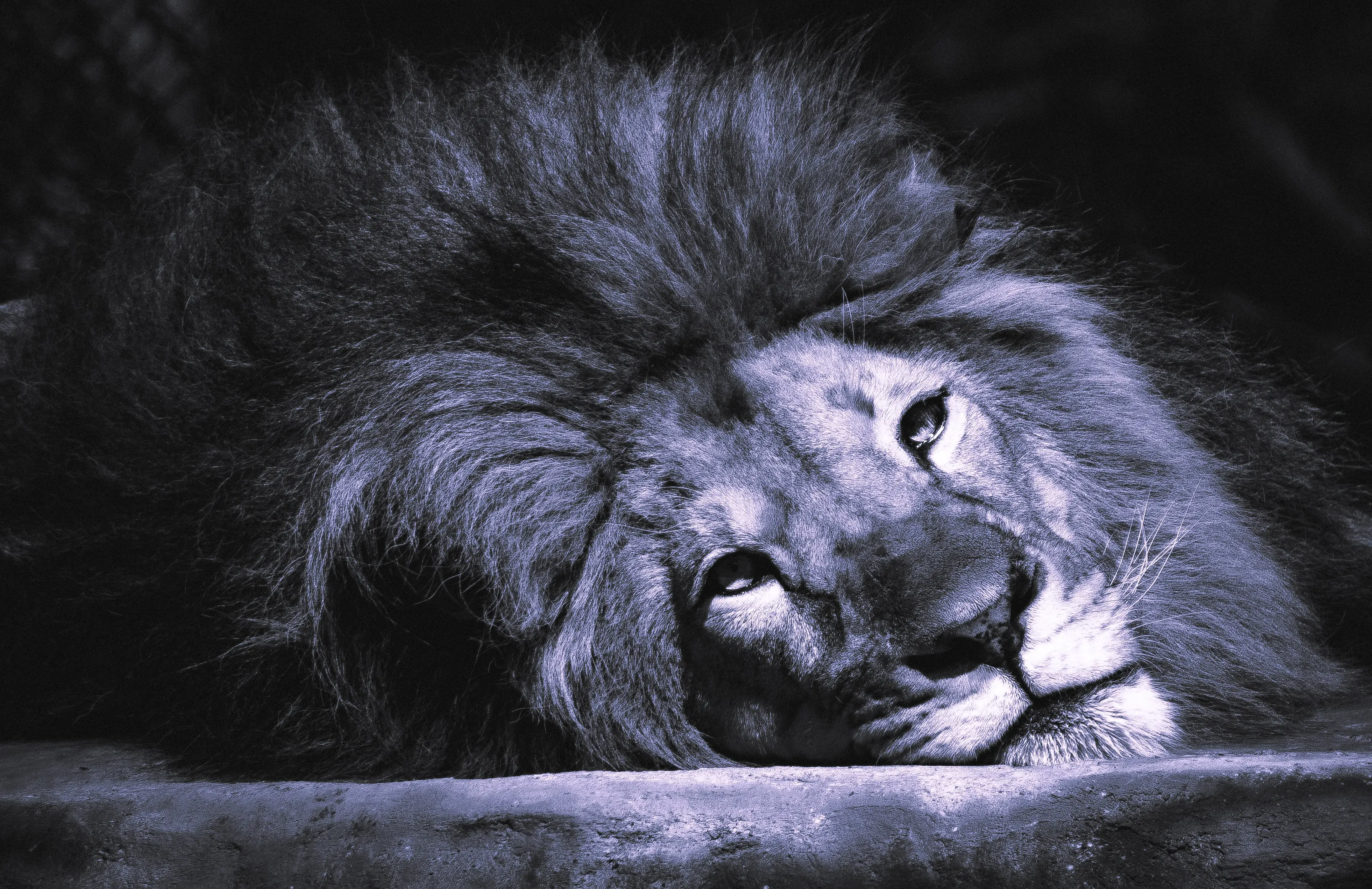 Heavy Crown