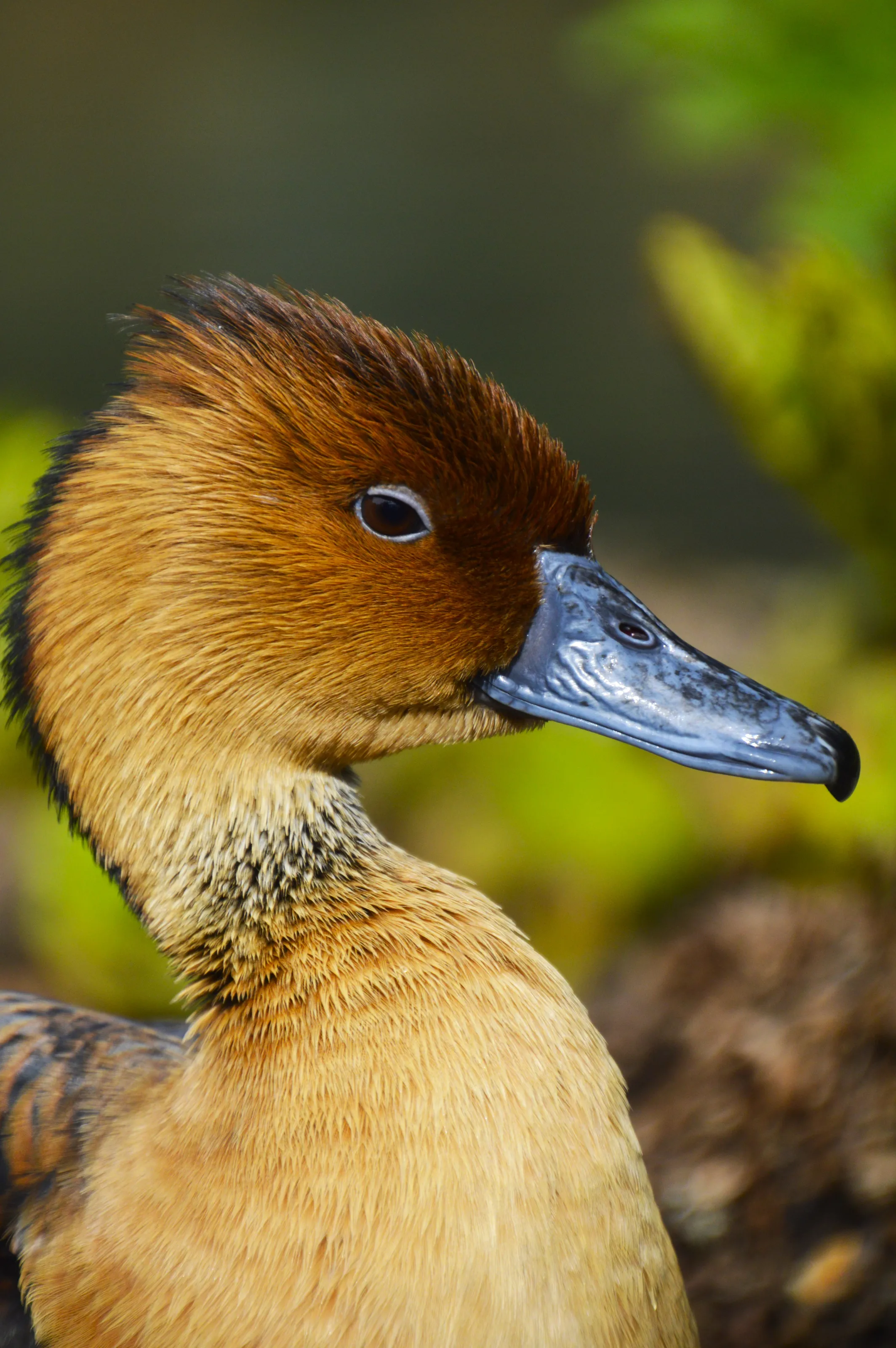 Let the Duck Whistle