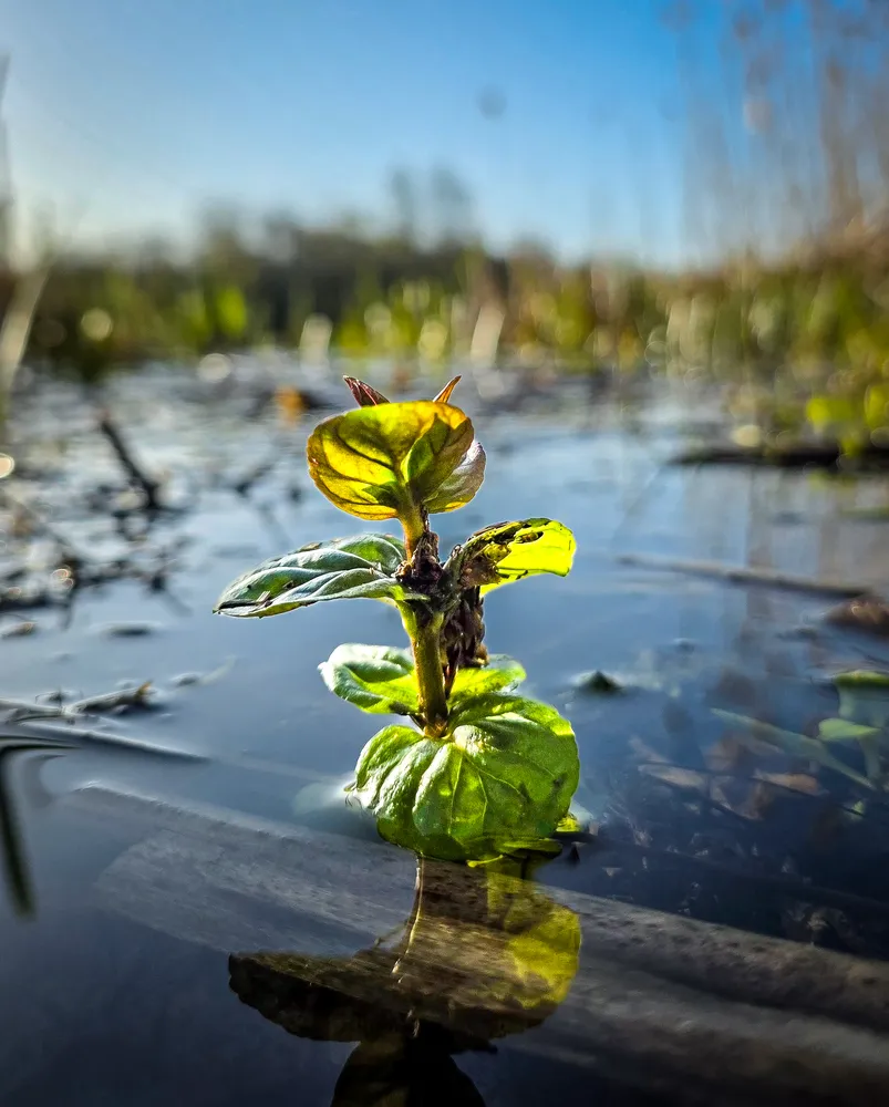 Plant in the water