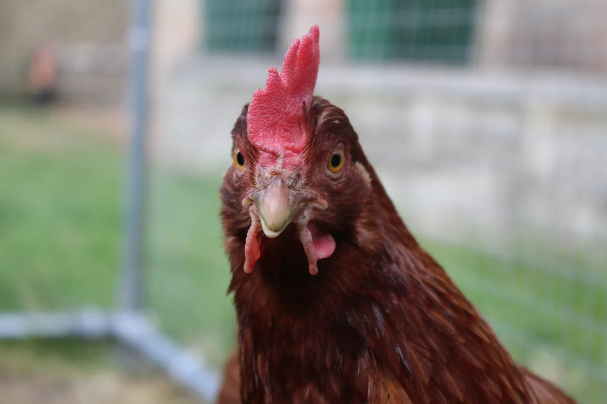 Backyard chicken