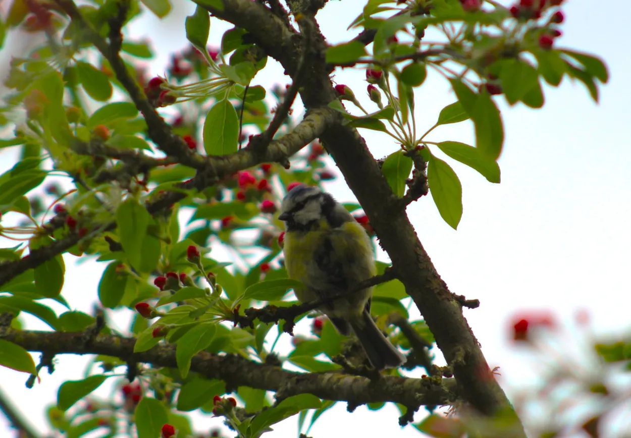Blue Tit in a tree