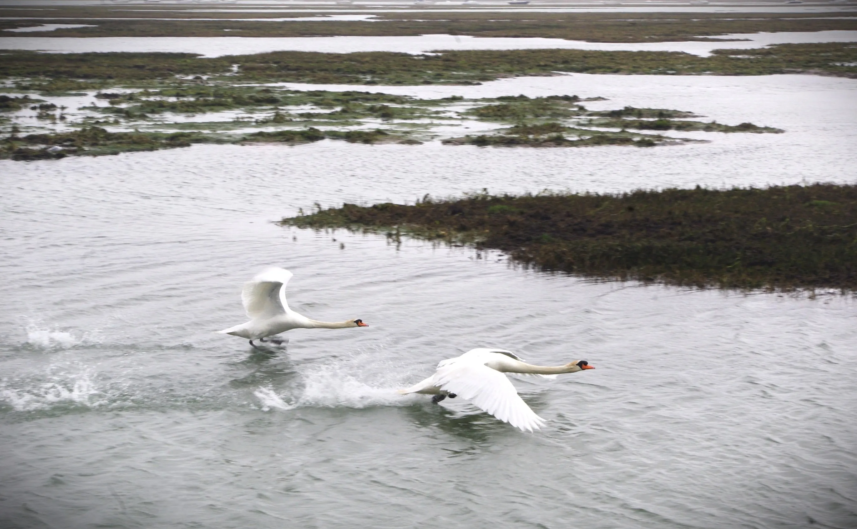 swans in flight