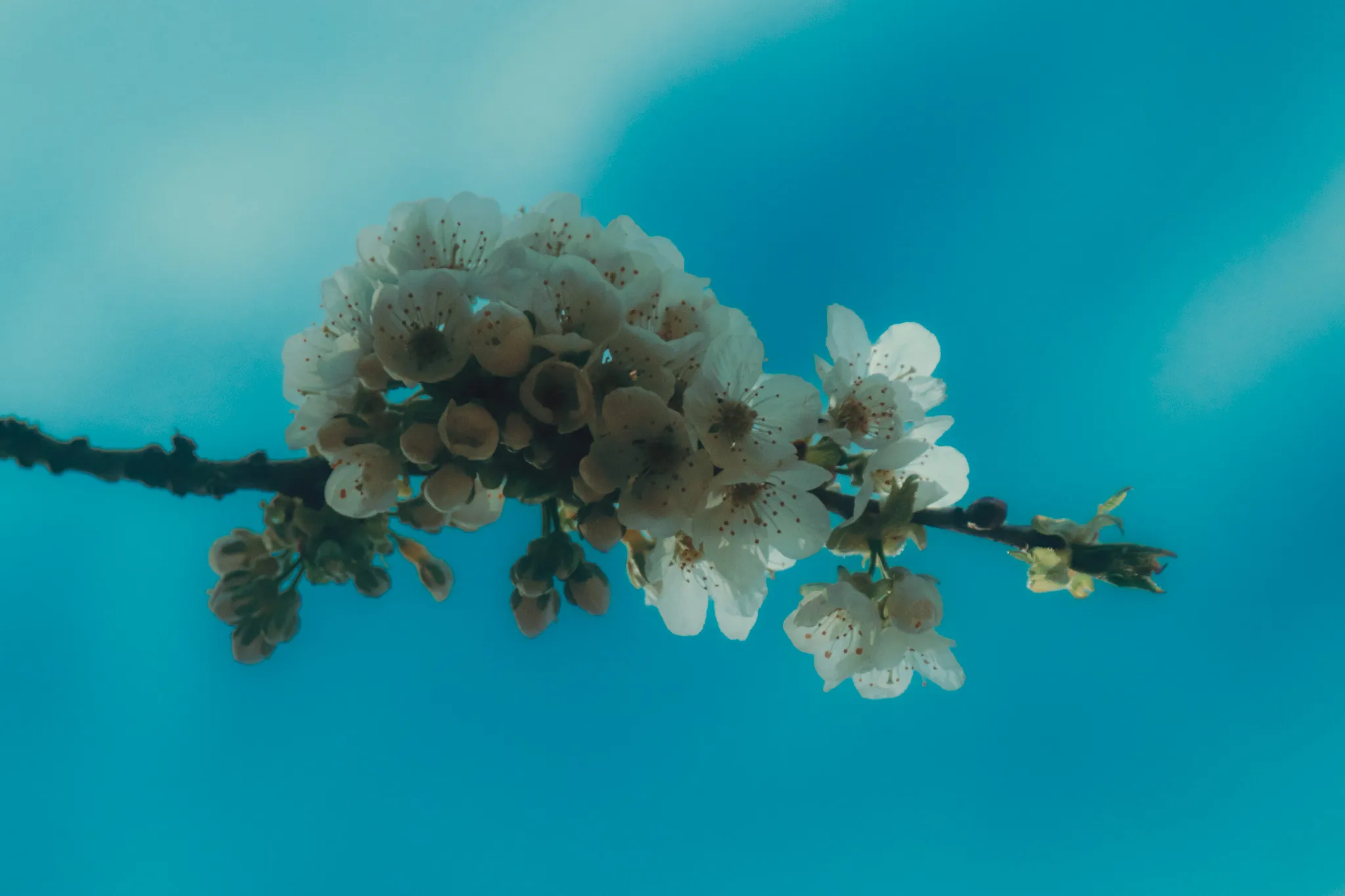 White Cherry Blossom