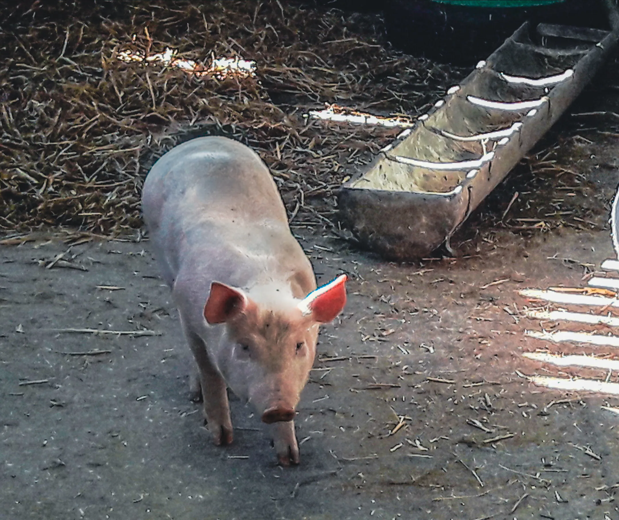 Domestic Piglet