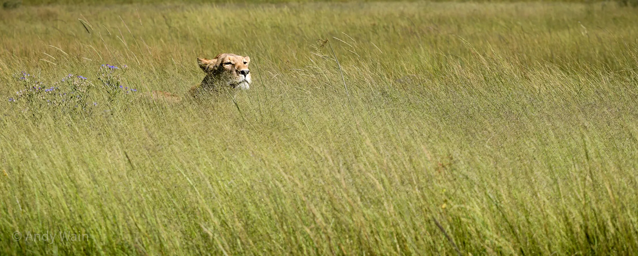 Wild Felines