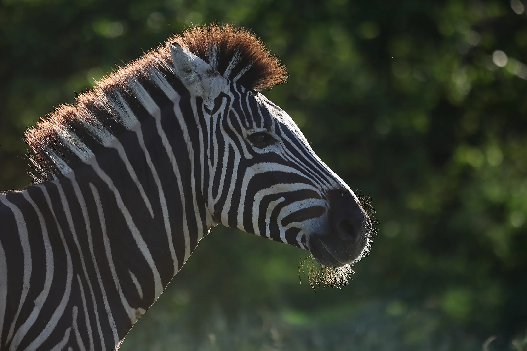 Zebra head shot, Kruger National Park