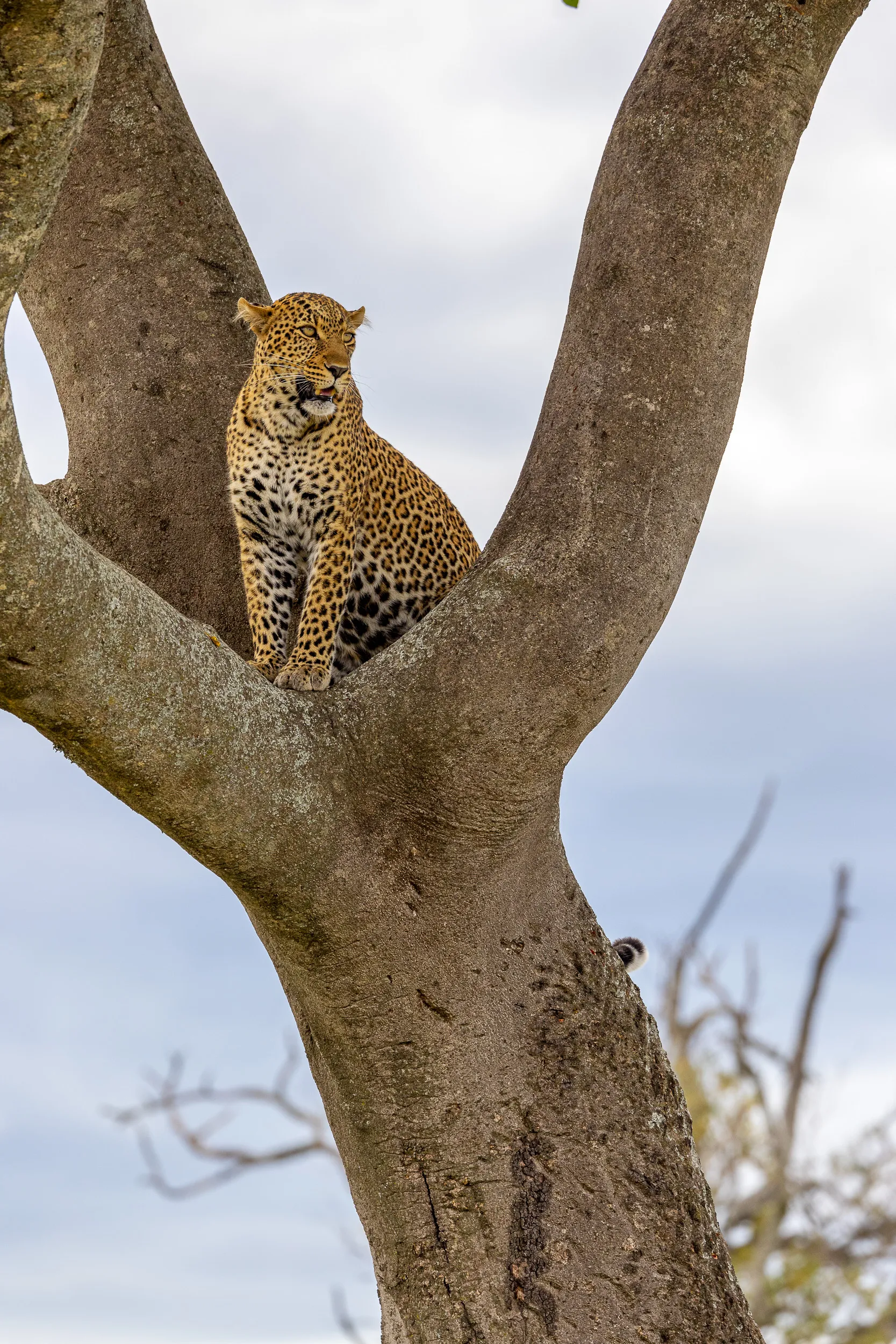 Leopard in tree