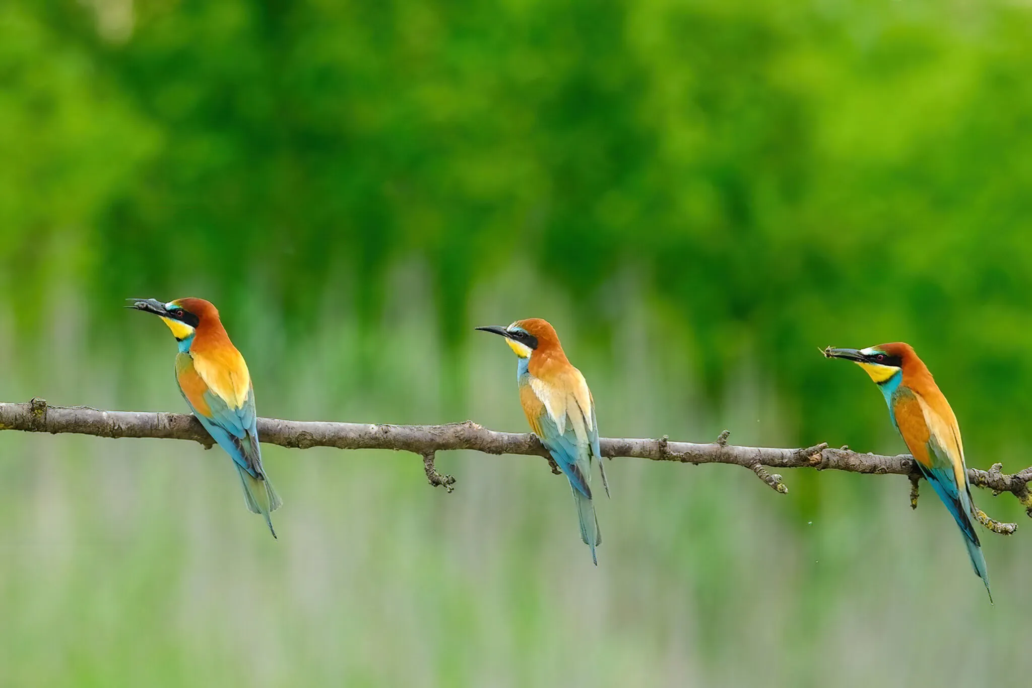 Bee-Eaters (in colour)