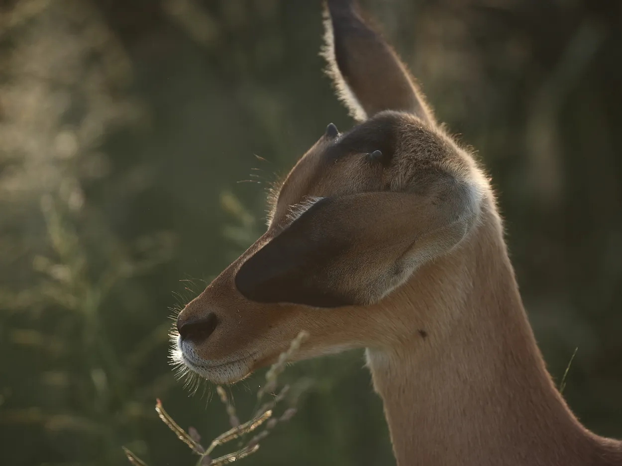 Backlit impala with eye covered, Kruger National Park