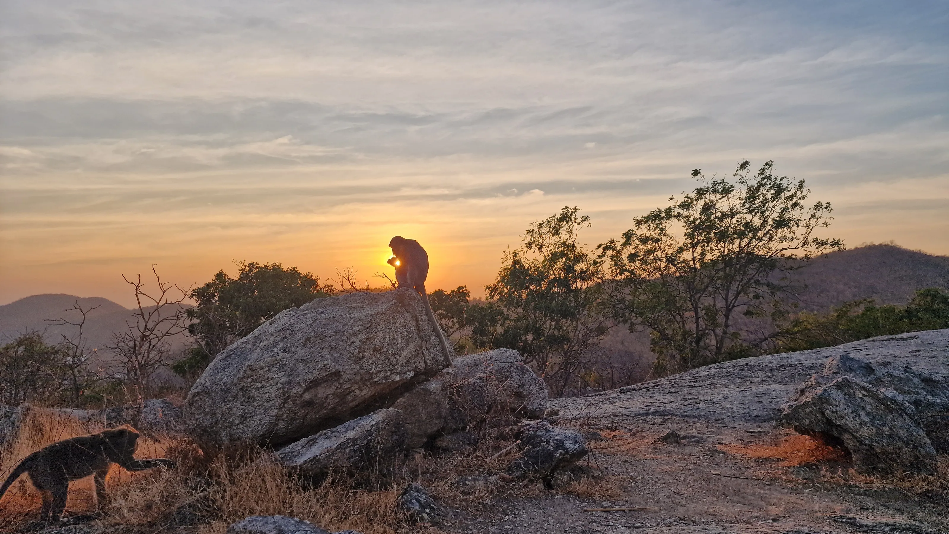 Thailand Monkey sunset