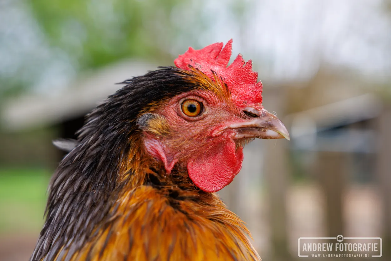 Chicken close-up