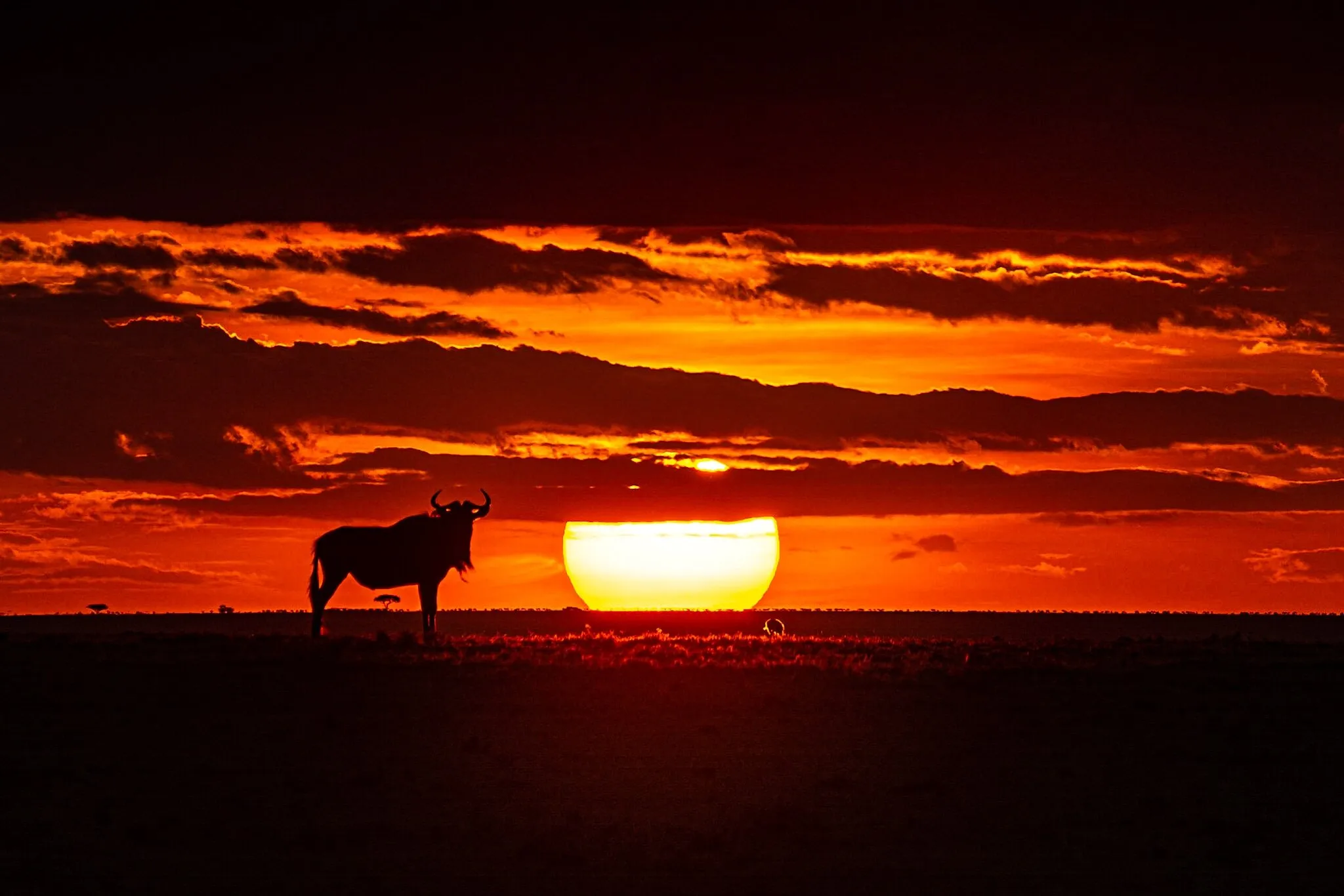 Wildlife of Africa in its Natural Environment