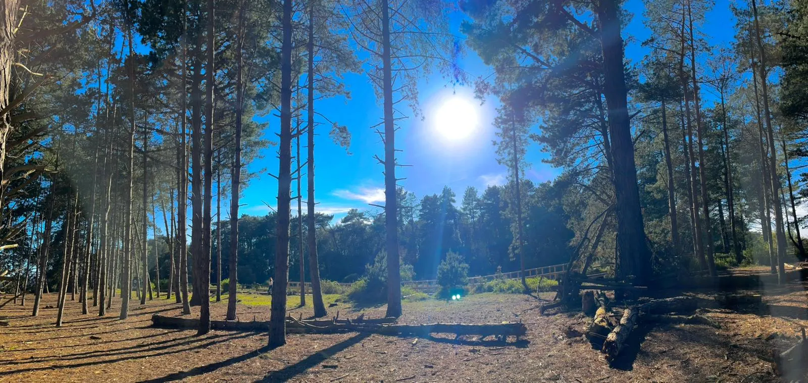 Holkham forest